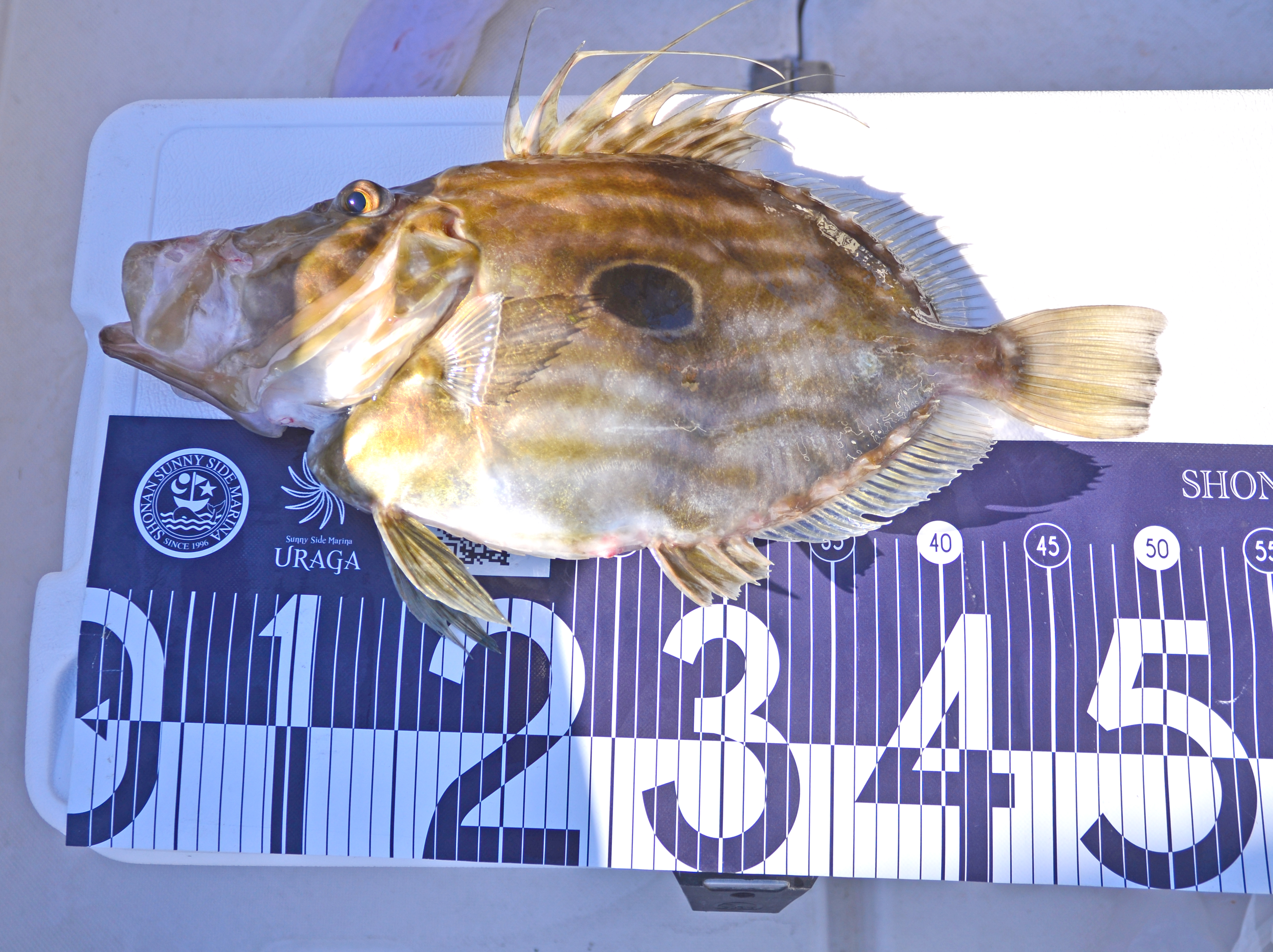 ✿マトウダイ✿