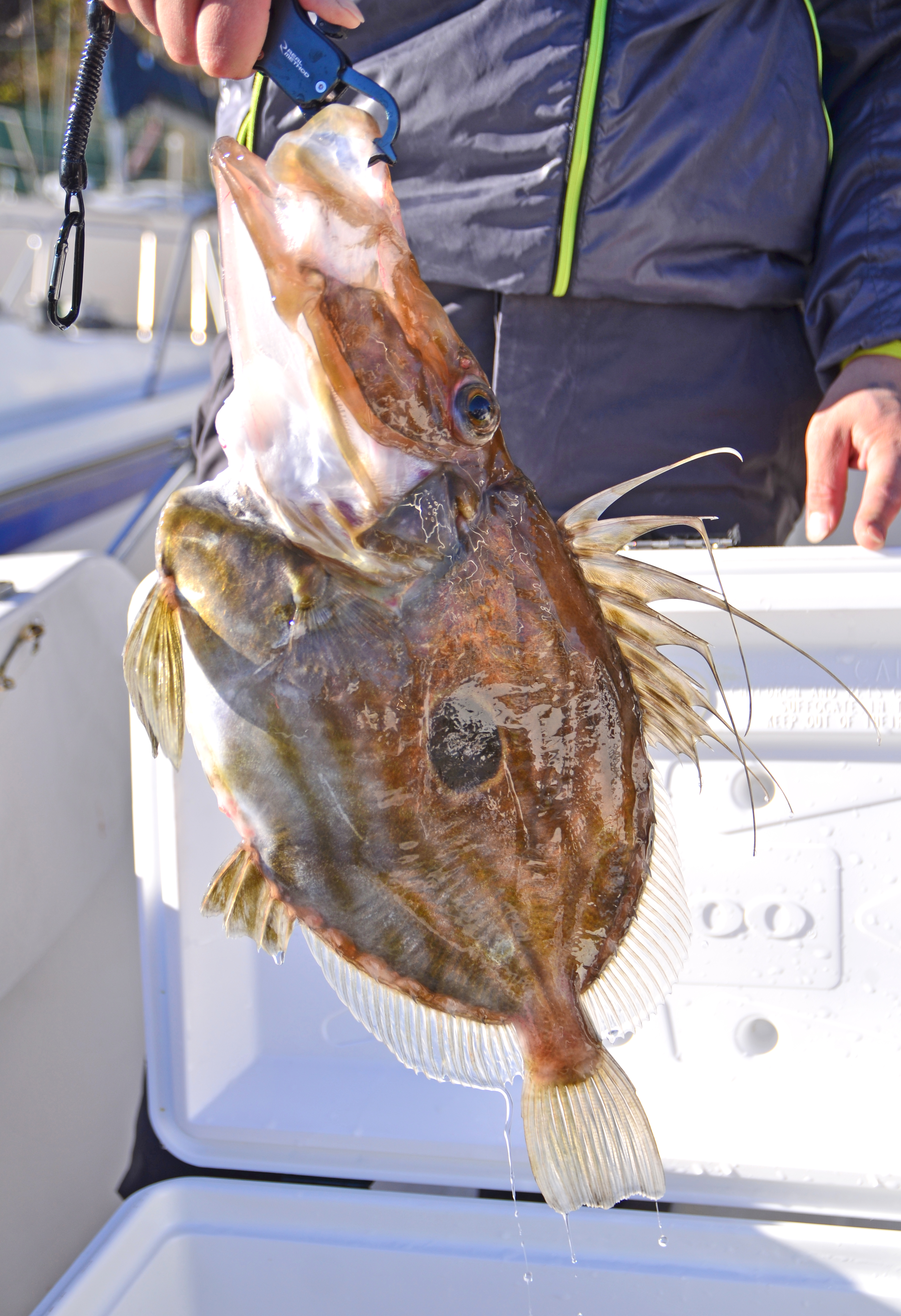 ✿マトウダイ✿