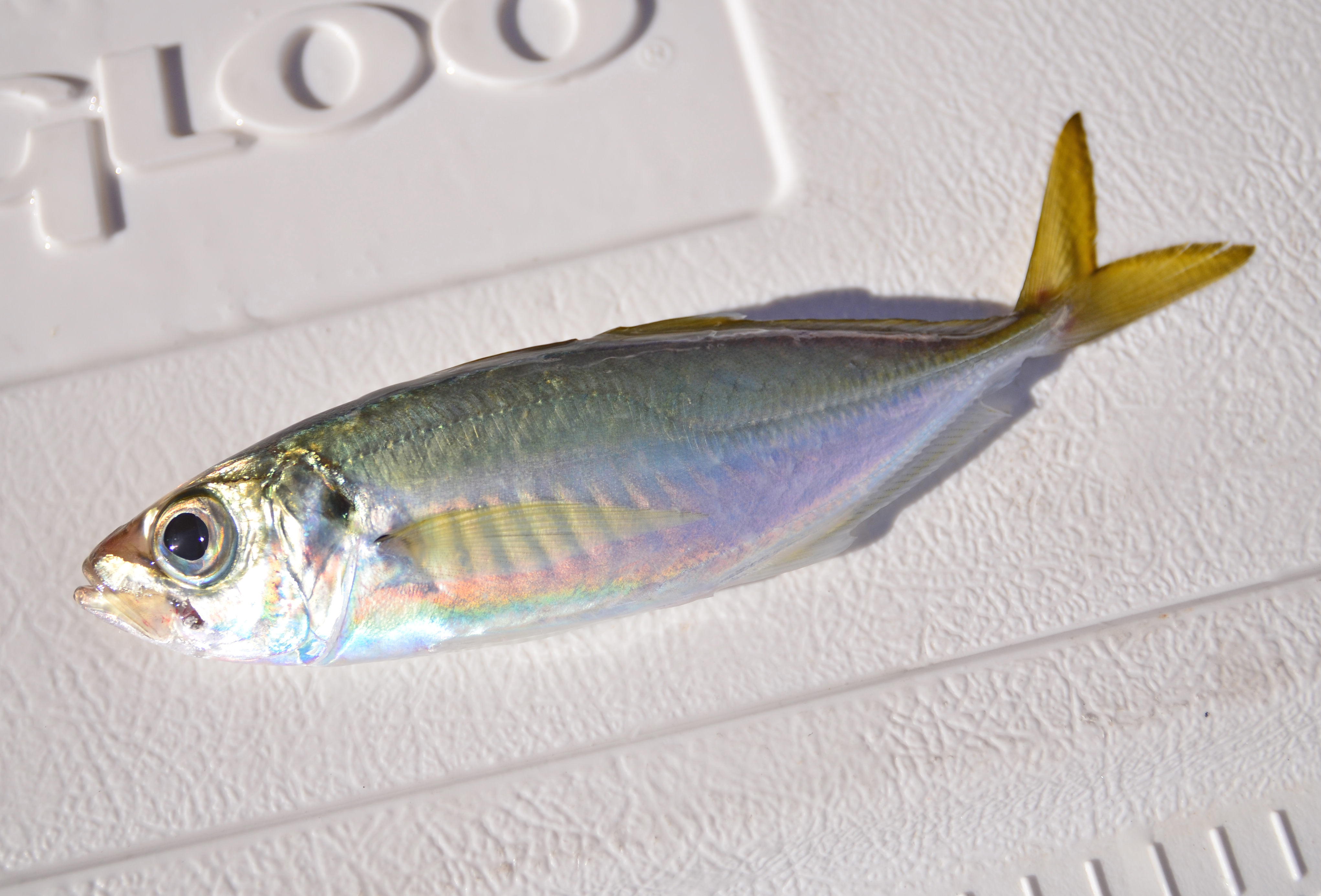 ✿マトウダイ✿