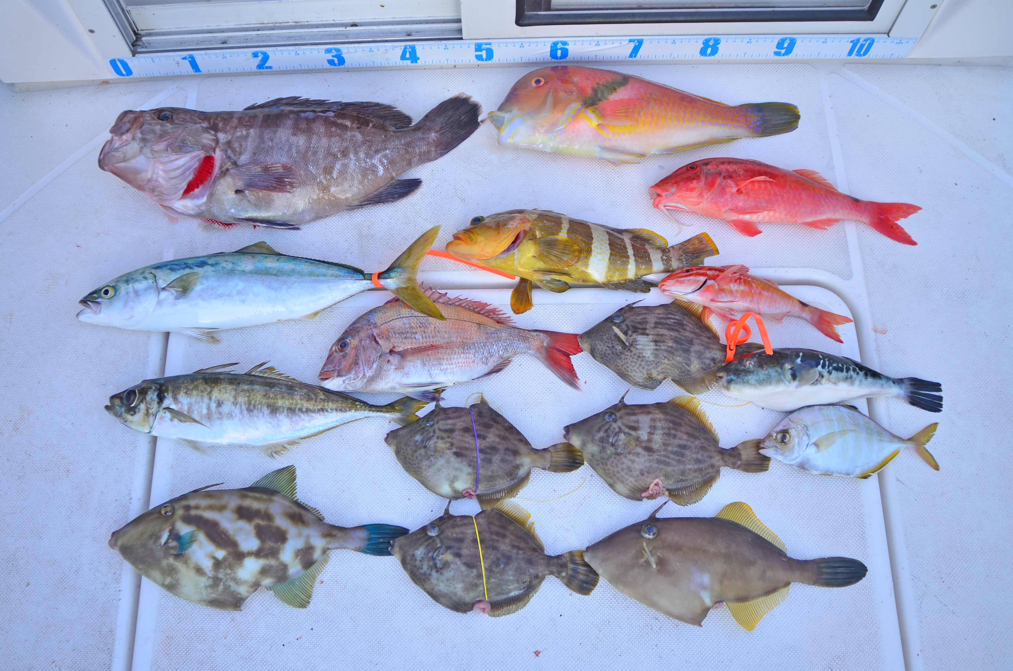 ✿マハタ・アオハタ・マダイ・カワハギ・ ウマヅラハギ・イナダ・アジ・ イラ・オジサン・トラフグ・ カイワリ・サクラダイ・エソ✿