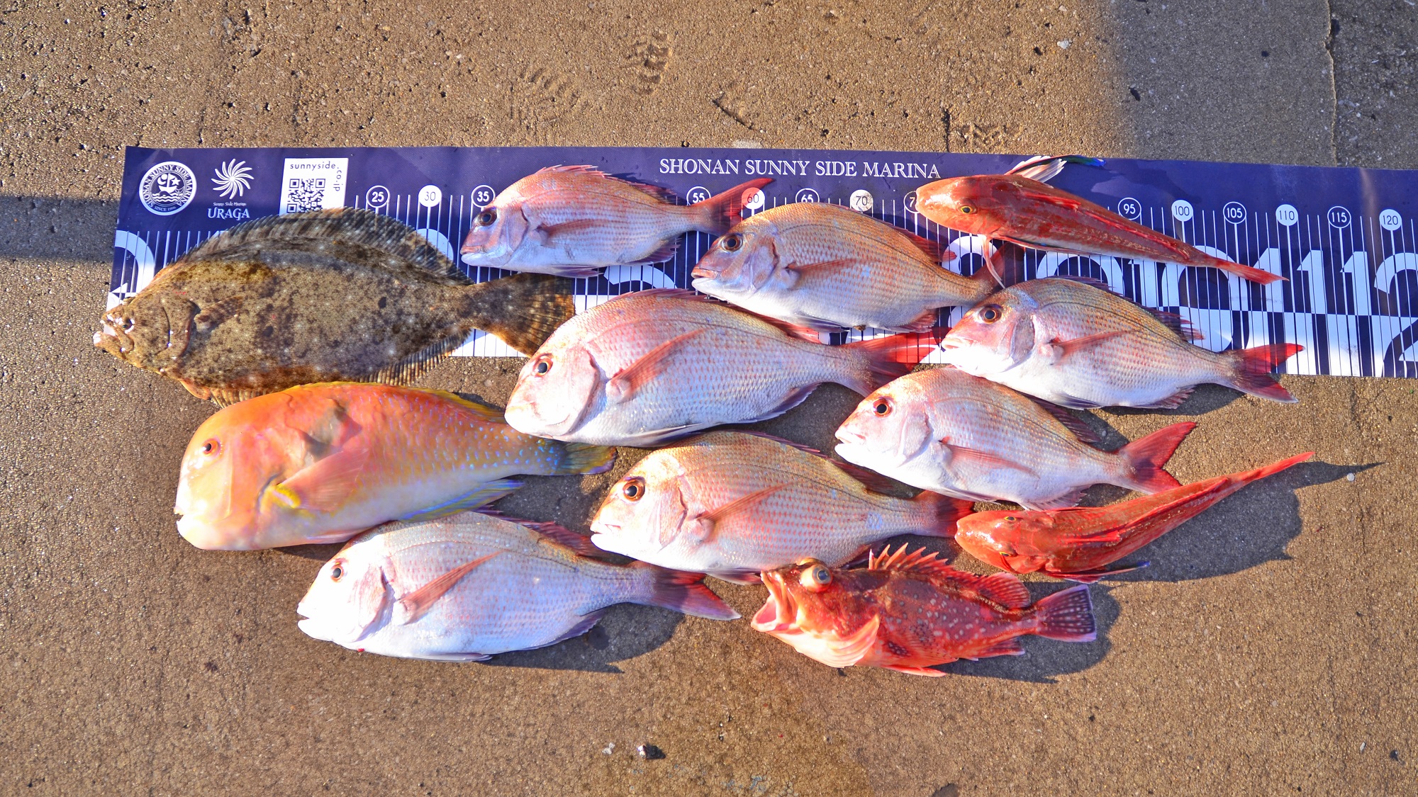 ✿マダイ・アマダイ・ヒラメ・ホウボウ・ウッカリカサゴ✿