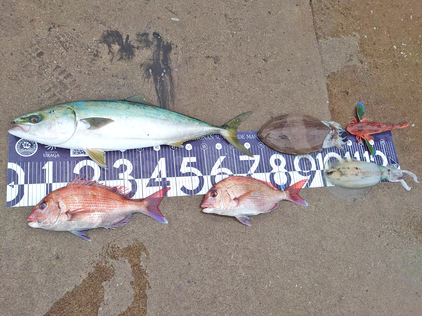 ✿ワラサ・マダイ・モンゴウイカ・アオリイカ・ホウボウ✿