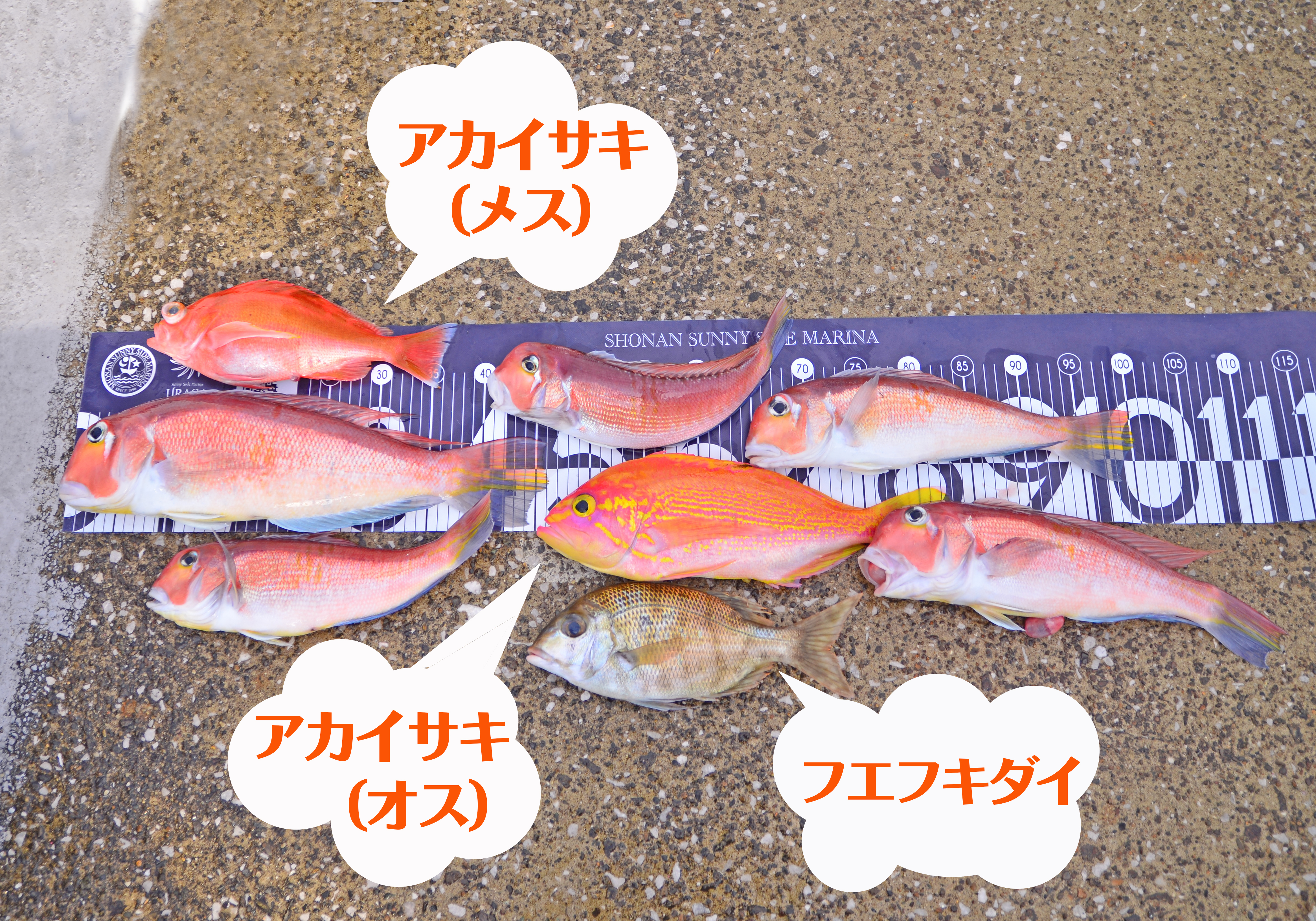 ✿アマダイ・アカイサキ・フエフキダイ✿