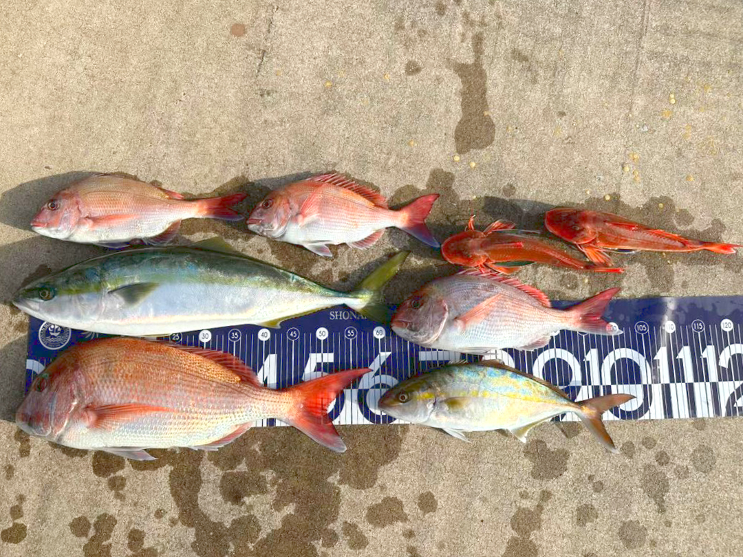 ✿マダイ・ワラサ・ショゴ・ホウボウ✿