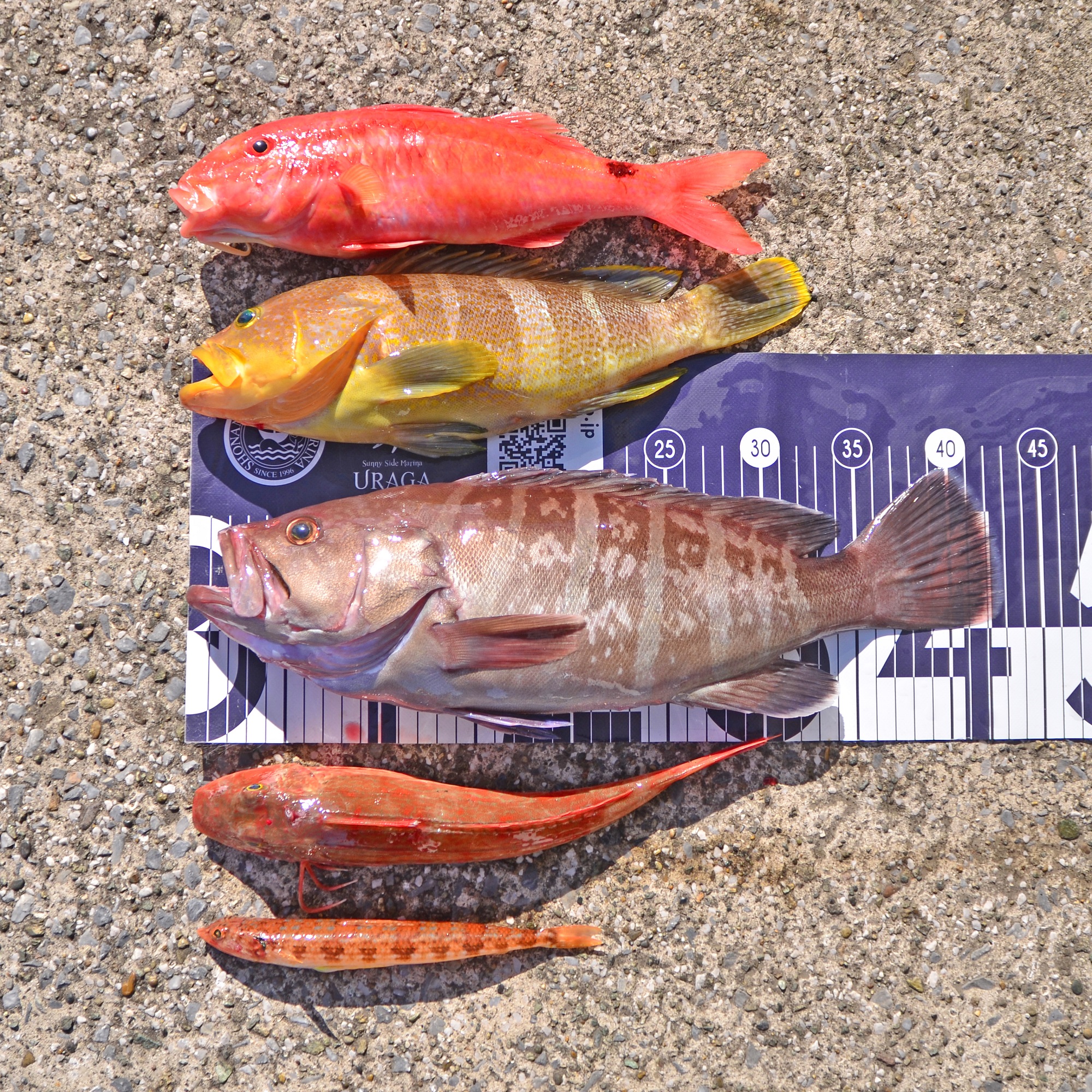 ✿マハタ・アオハタ・オキナヒメジ・ホウボウ・エソ✿