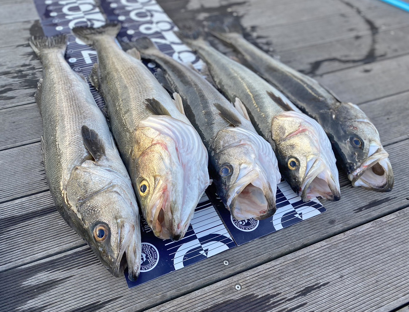 ✿シーバス（スズキ）✿