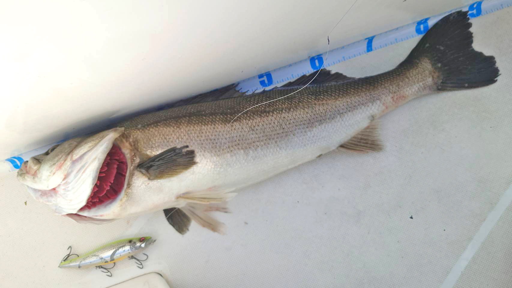 ✿シーバス（スズキ）✿