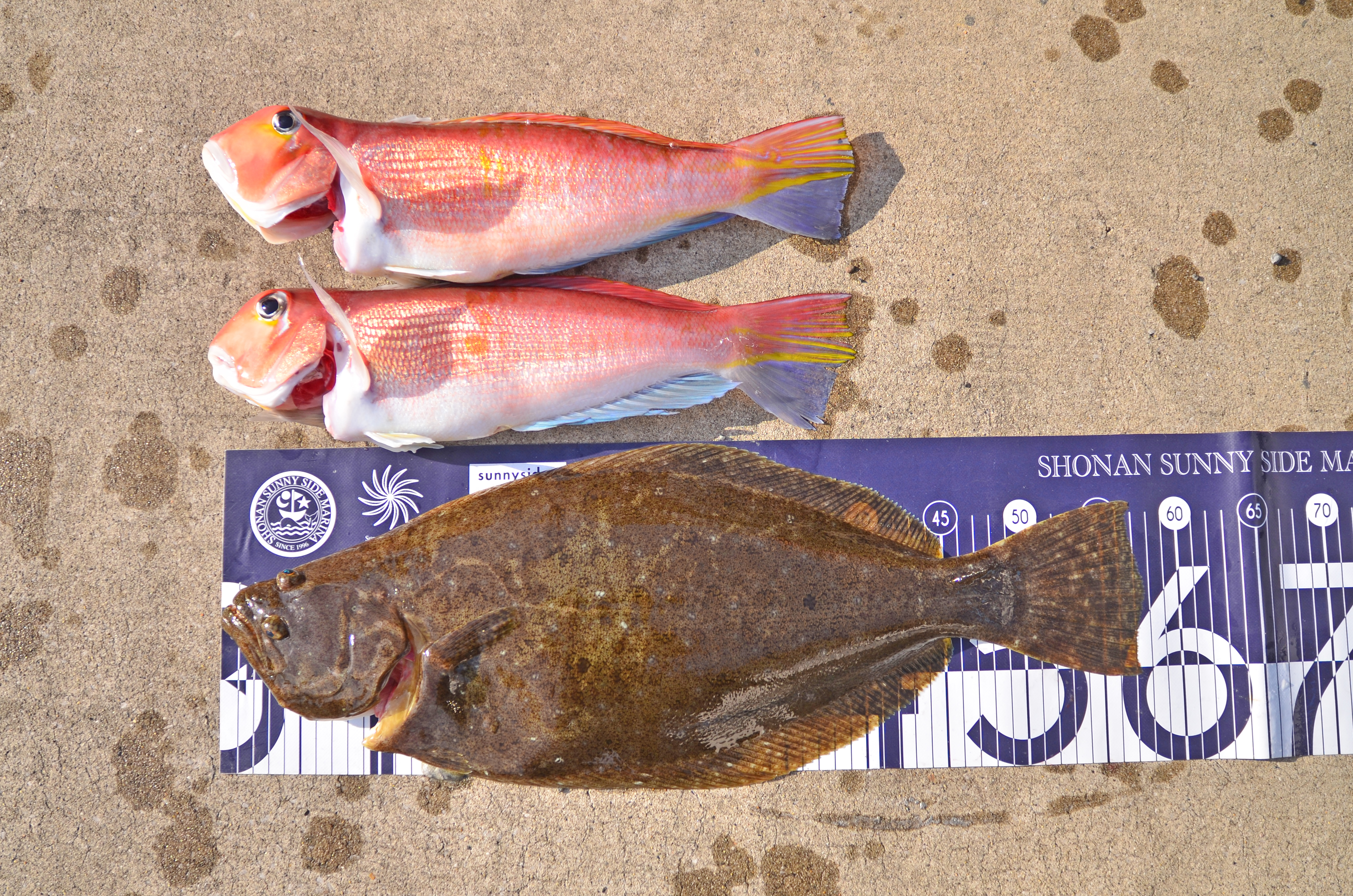 ✿アマダイ・ヒラメ✿