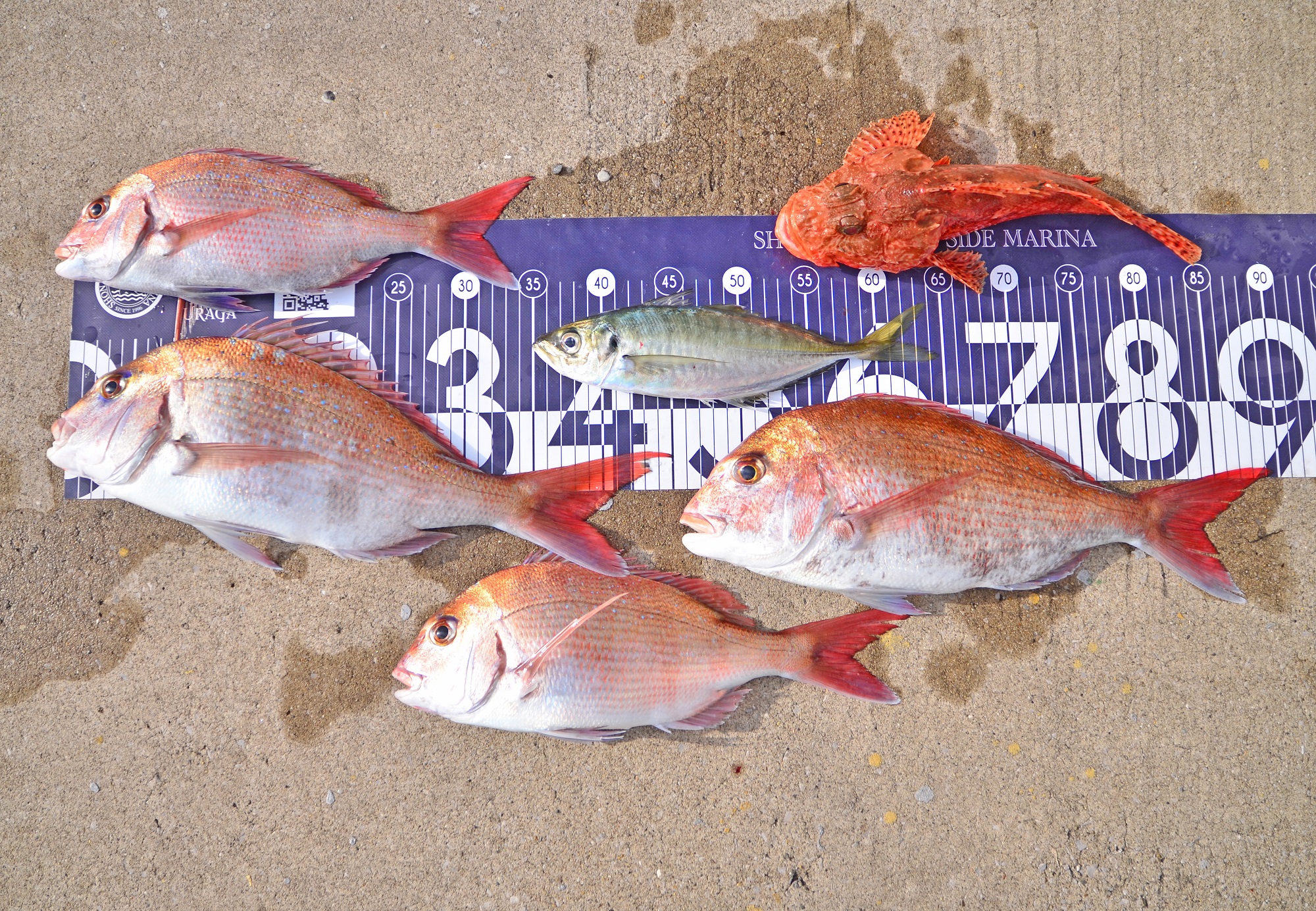 ✿マダイ・アジ・オニカサゴ✿