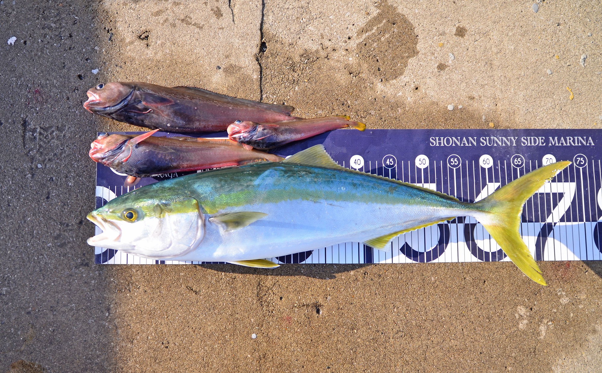 ✿ワラサ・ドンコ✿