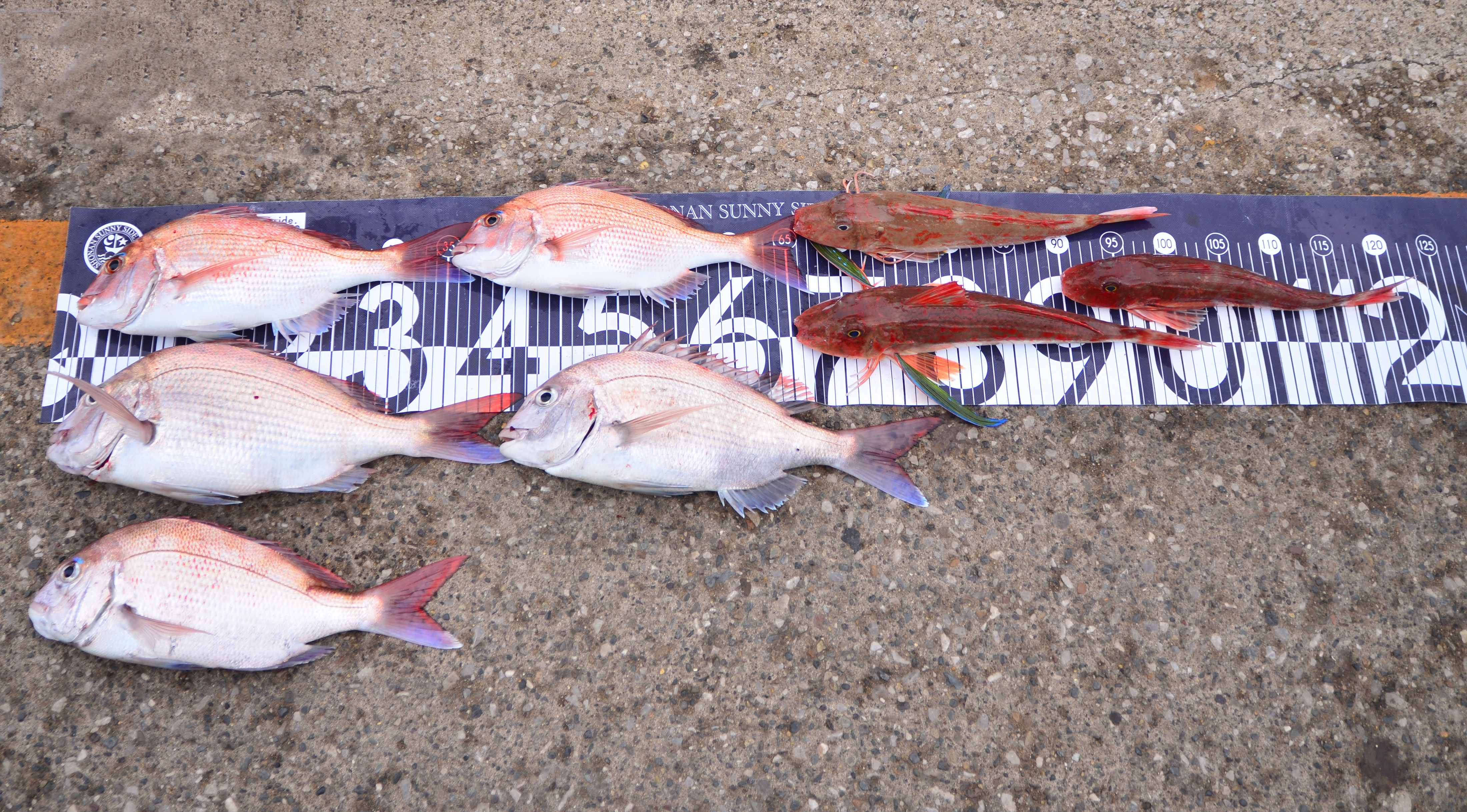 ✿マダイ・ホウボウ✿