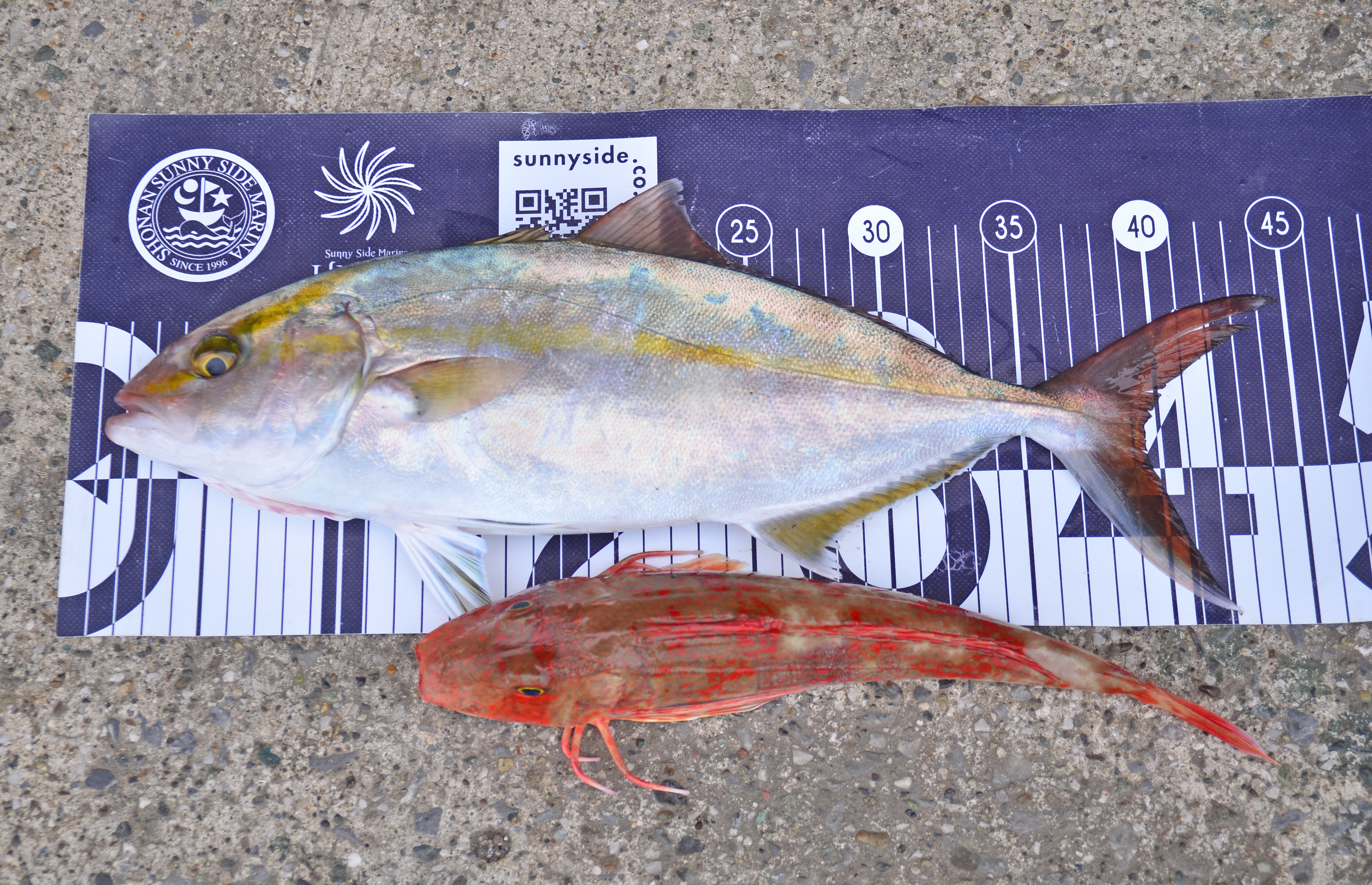 ✿ショゴ・ホウボウ✿