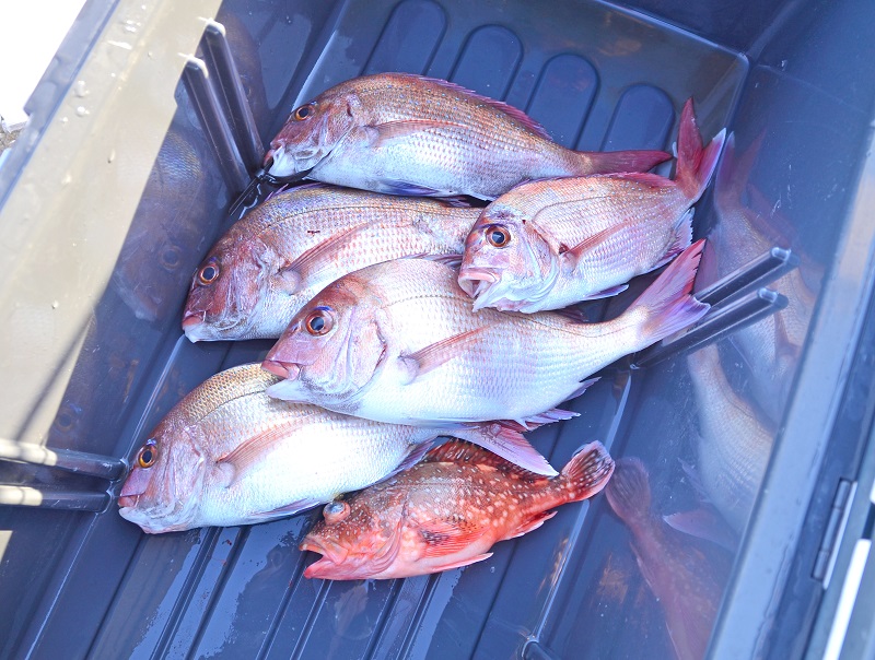 ✿マダイ・ウッカリカサゴ✿