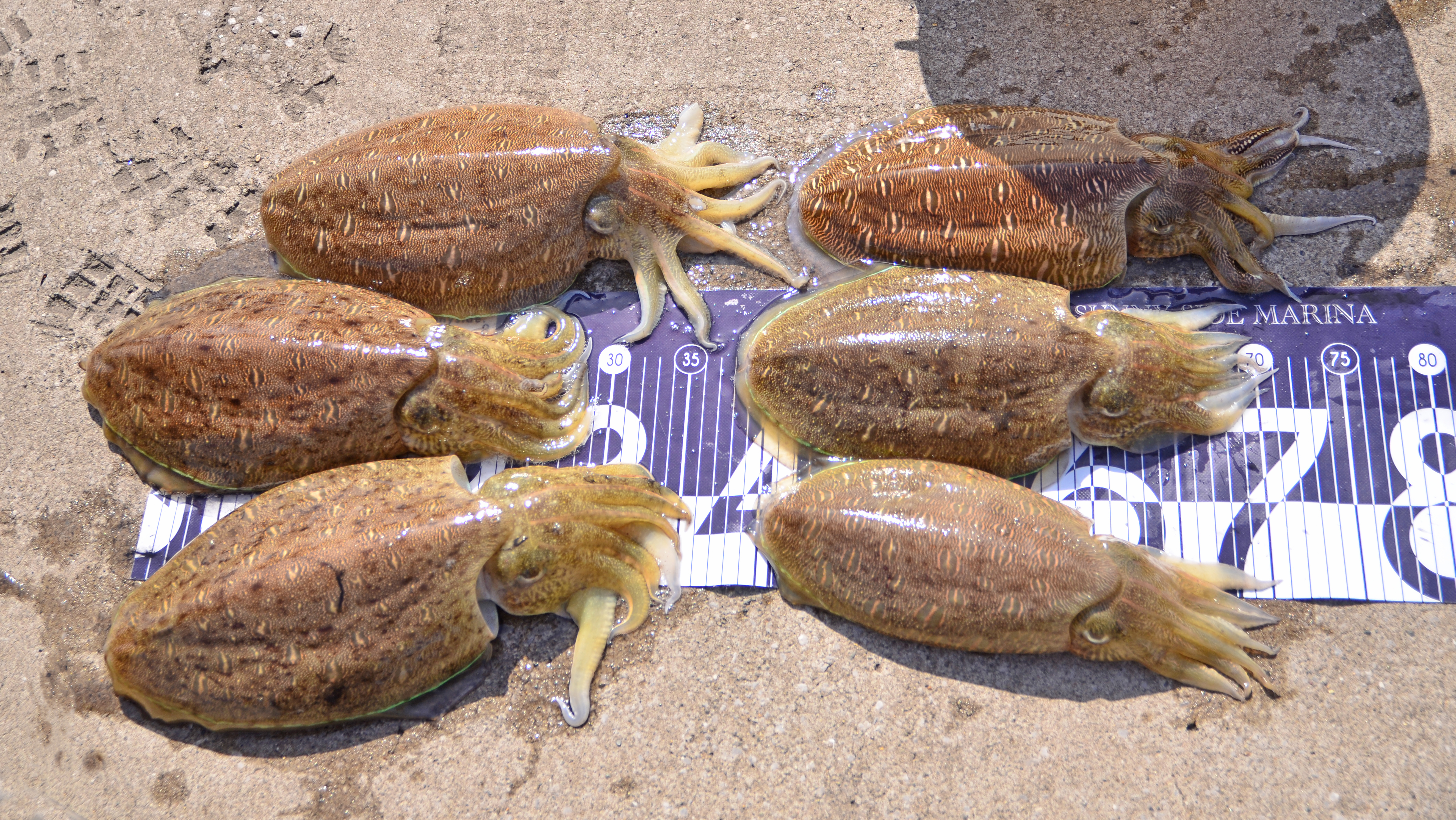 ✿モンゴウイカ✿