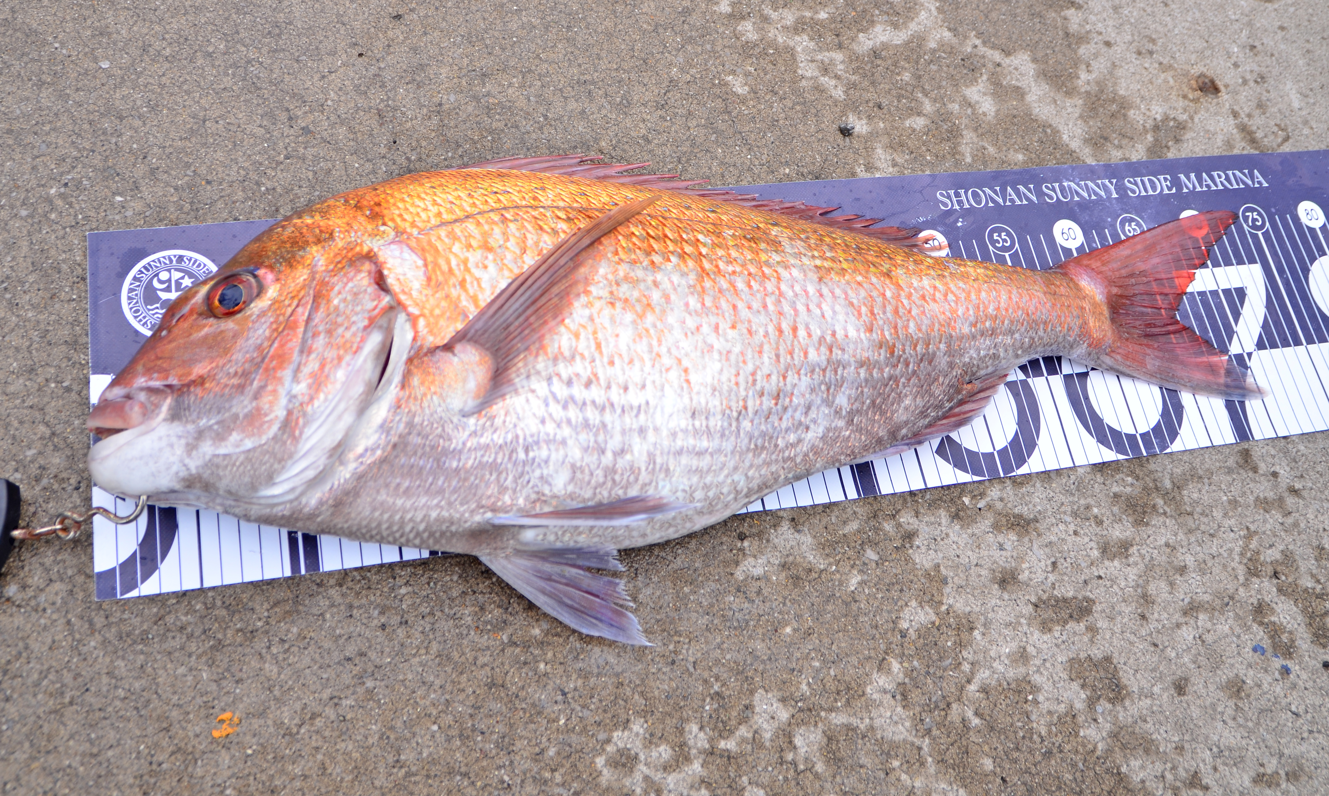 ✿マダイ・カサゴ✿