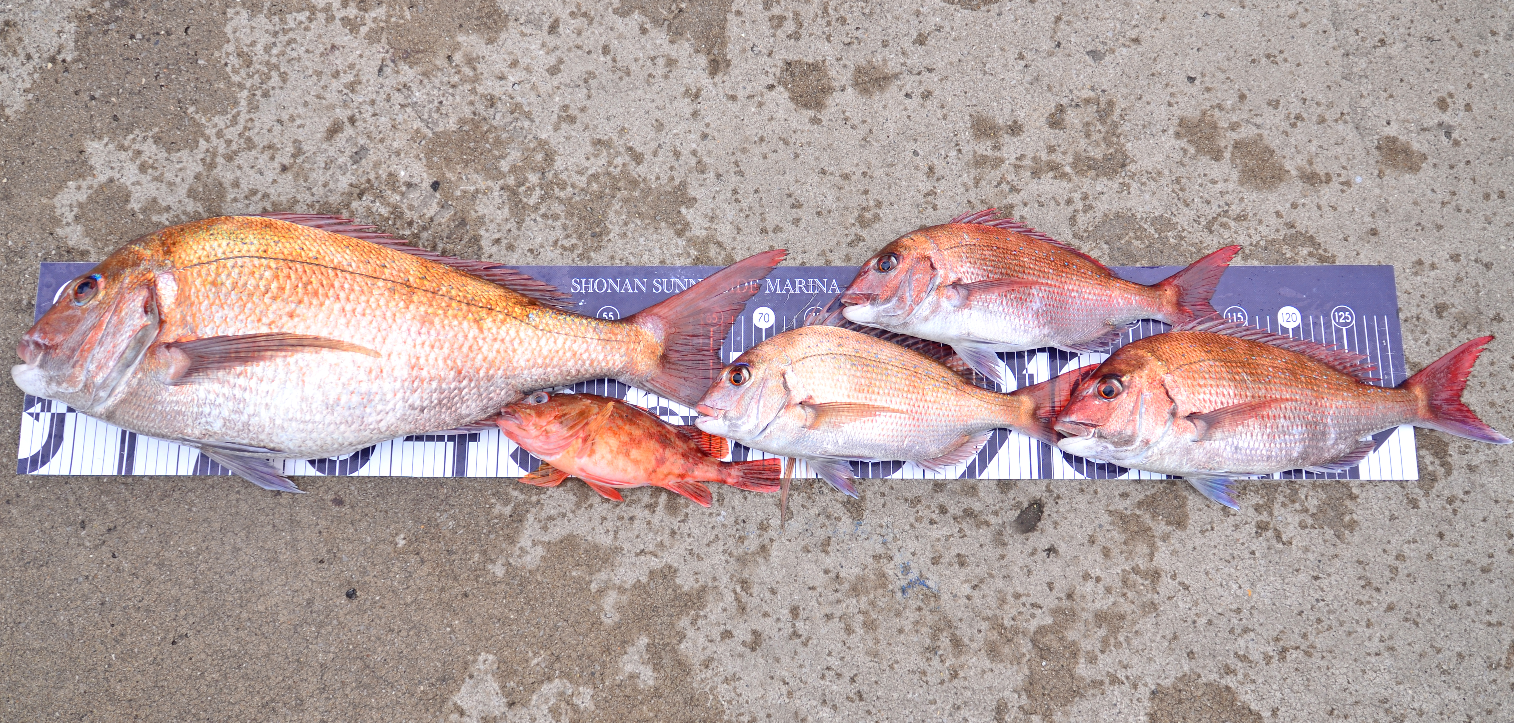 ✿マダイ・カサゴ✿