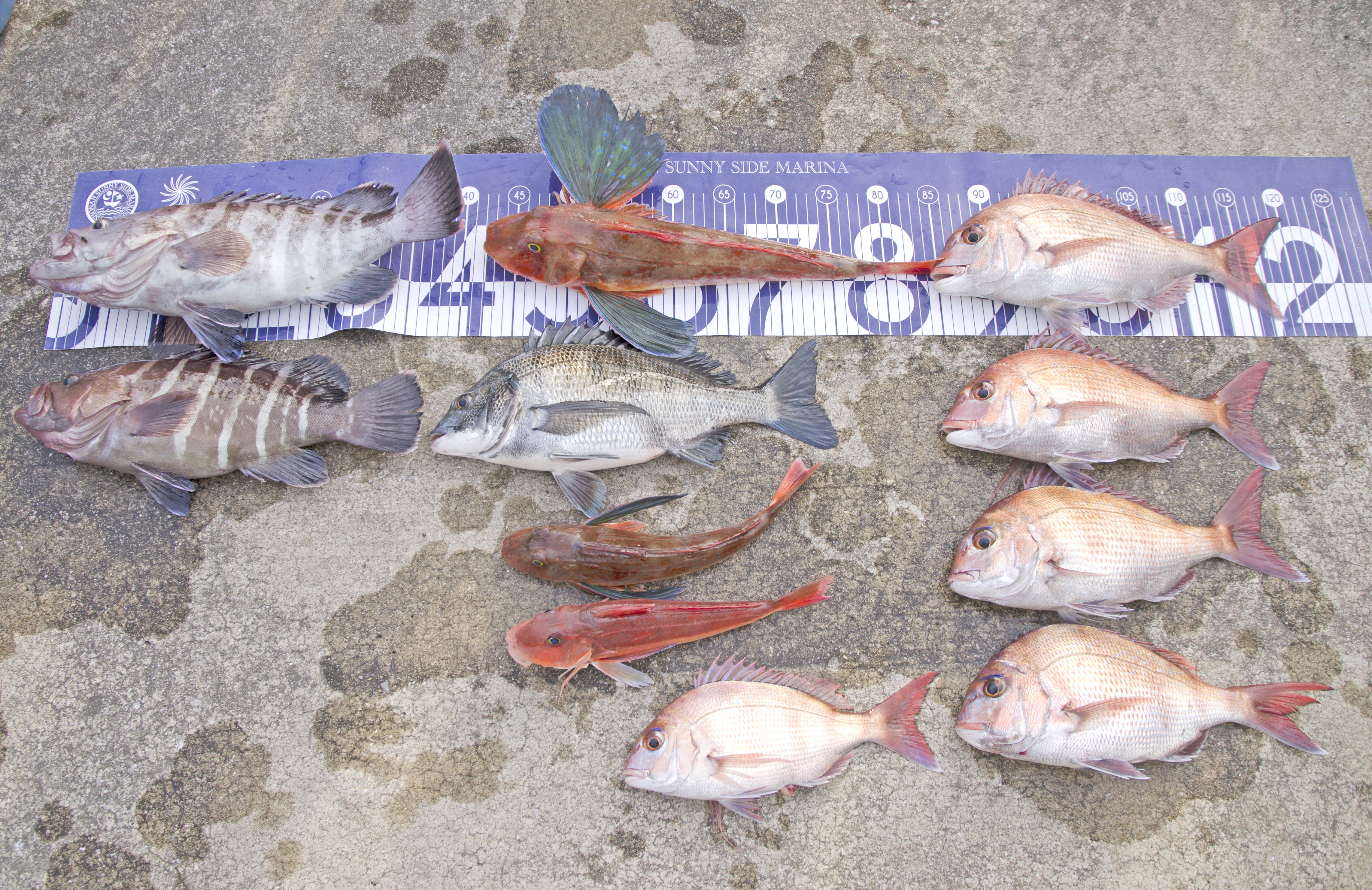 ✿マダイ・マハタ・クロダイ・ホウボウ✿