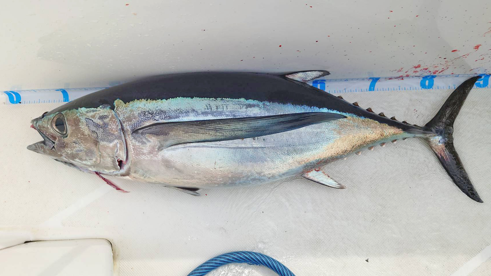 ✿ビンチョウマグロ（ビンナガ・トンボマグロ）✿