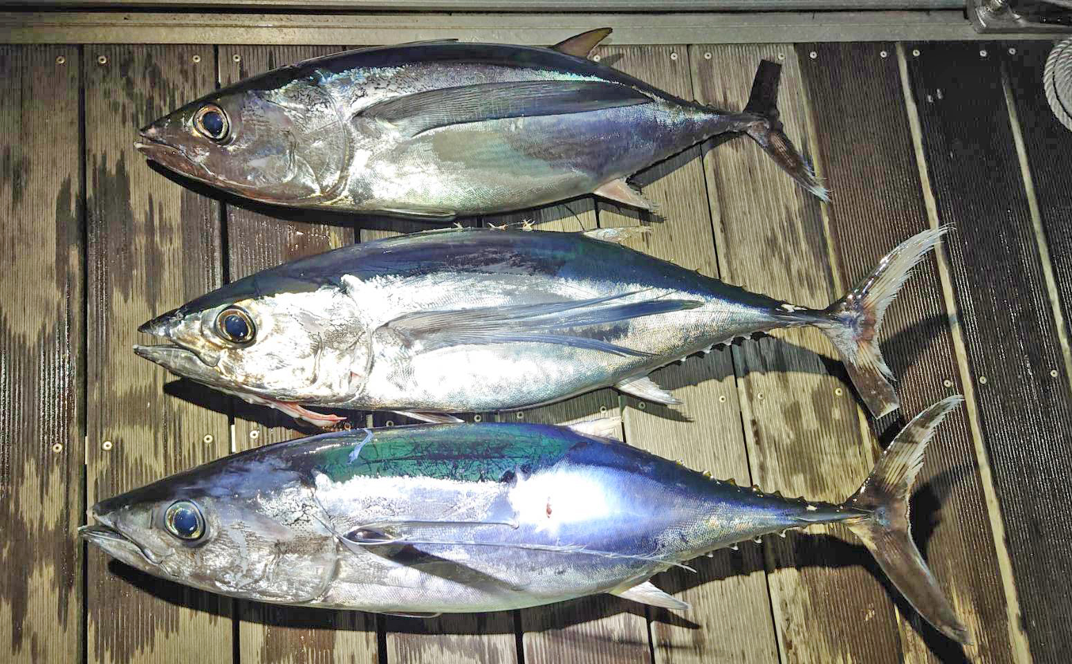 ✿ビンチョウマグロ（ビンナガ・トンボマグロ）✿