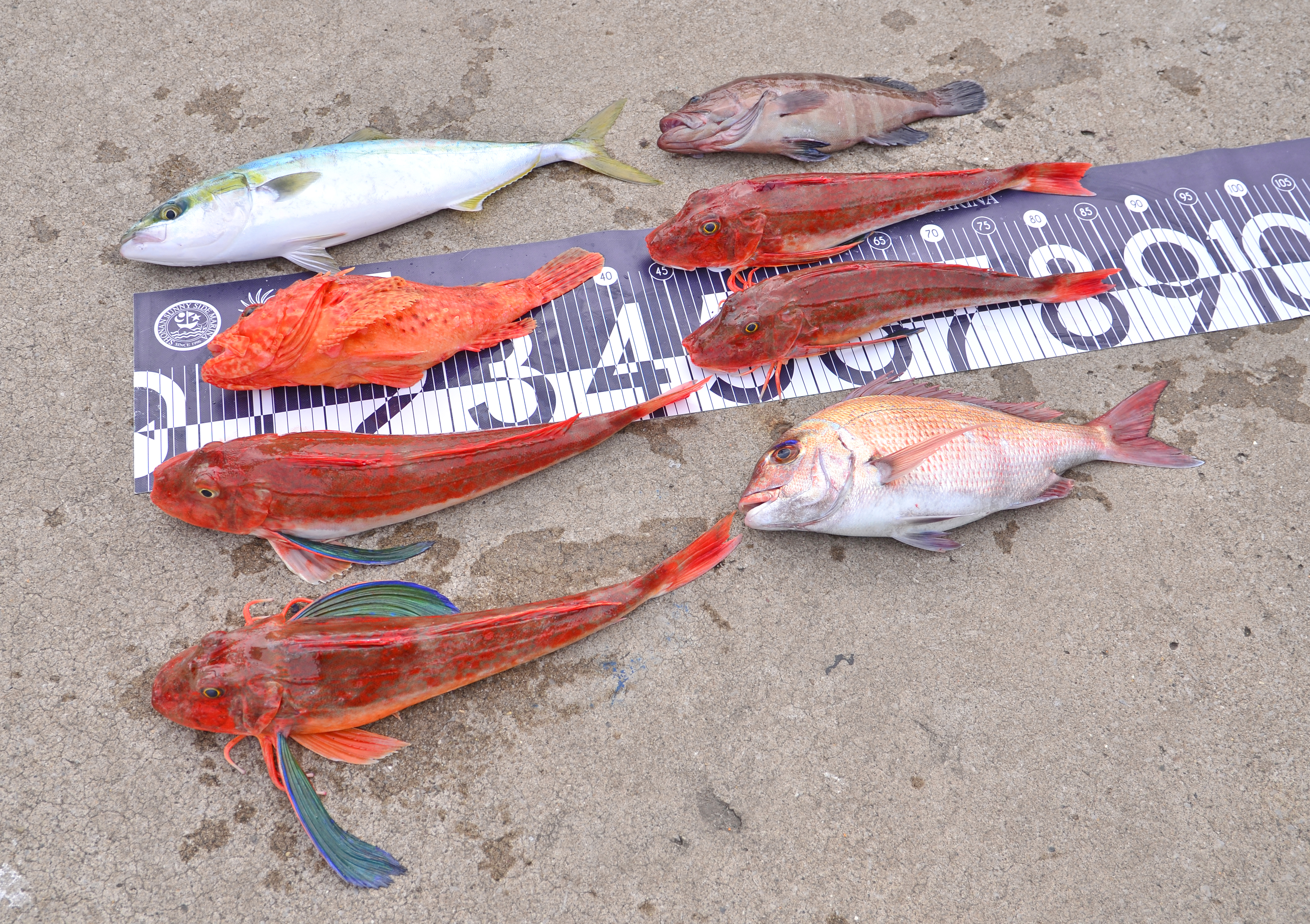 ✿マダイ・オニカサゴ・イナダ・ホウボウ・マハタ✿