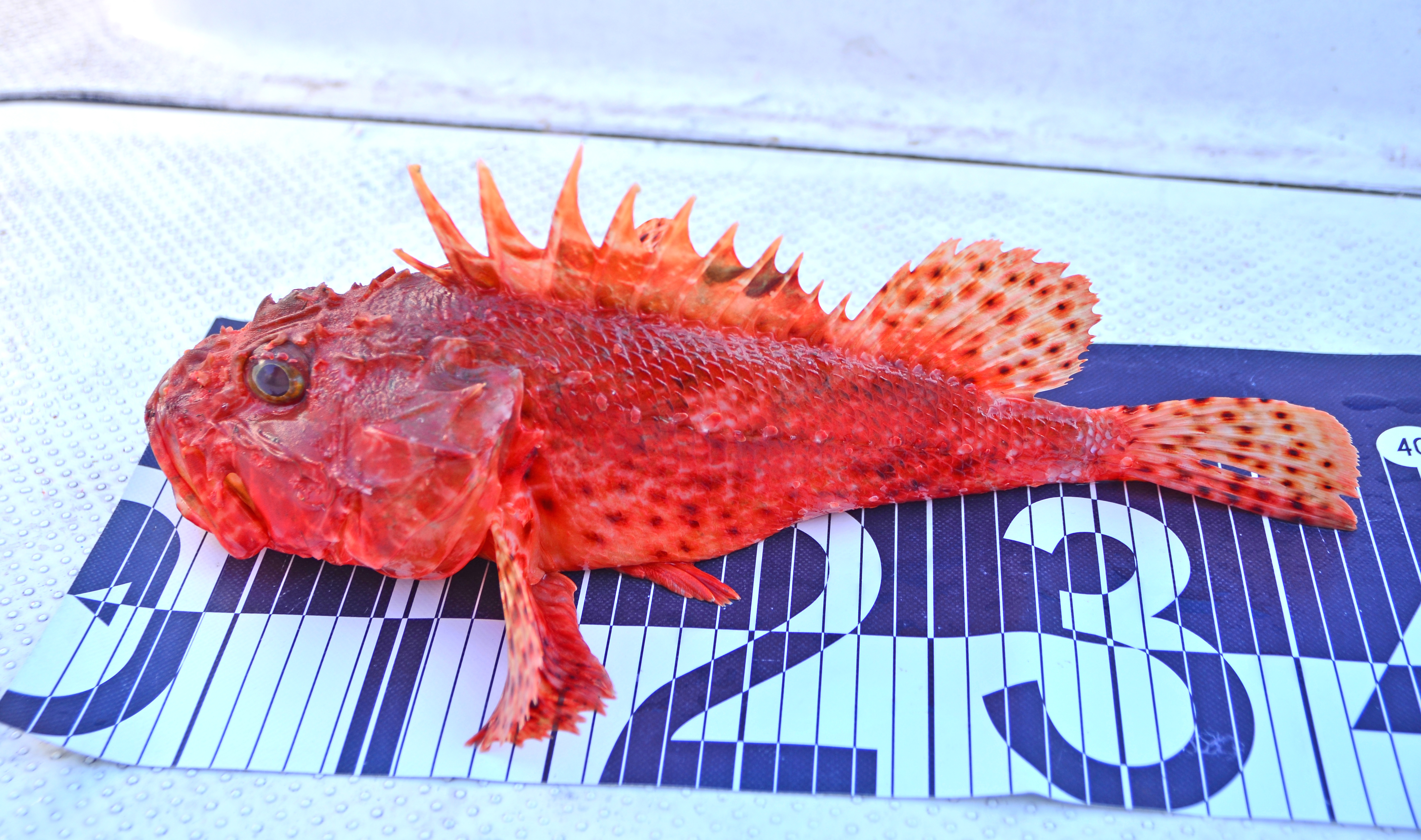 ✿オニカサゴ✿