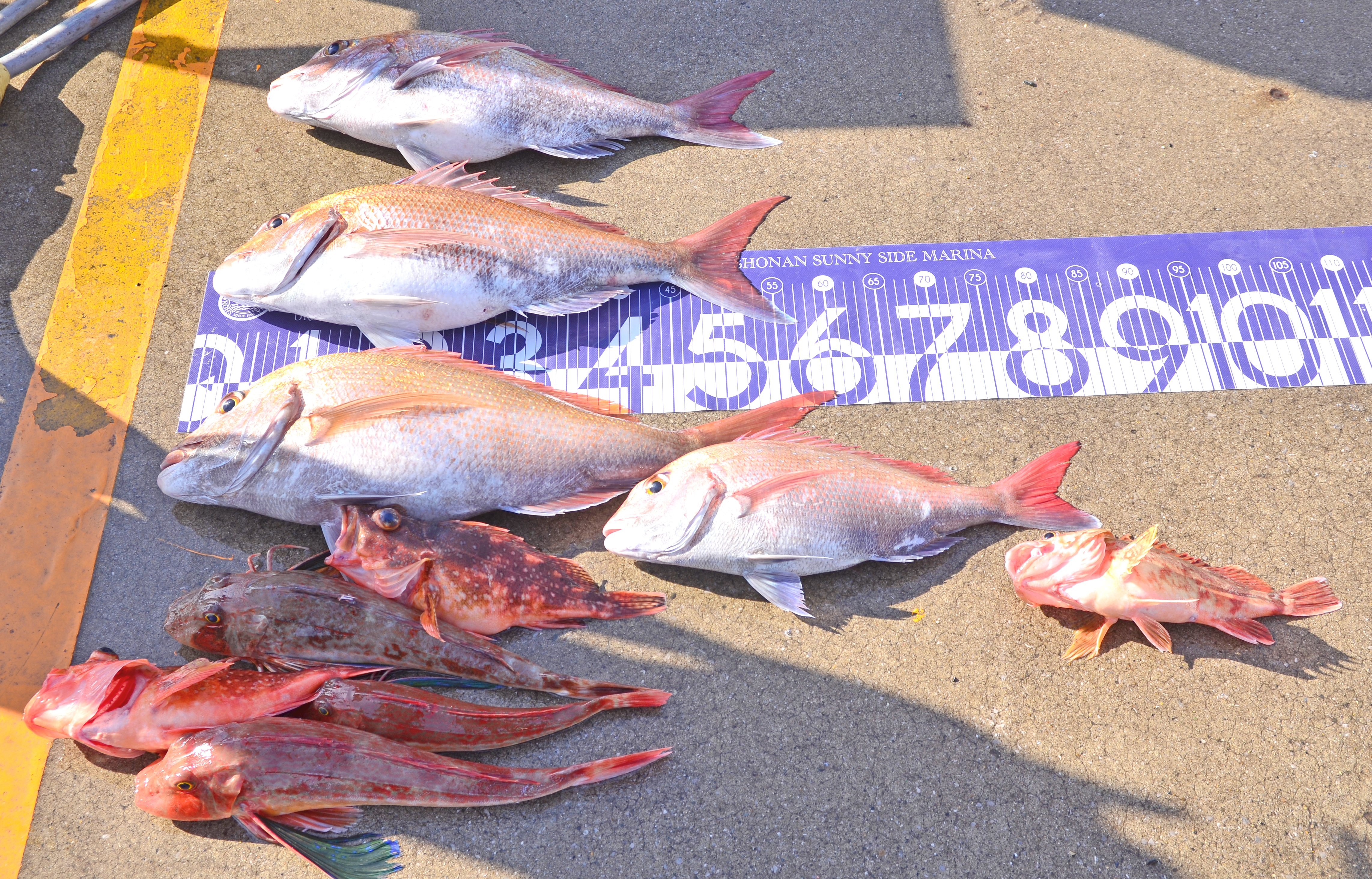 ✿マダイ・ウッカリカサゴ・ホウボウ✿