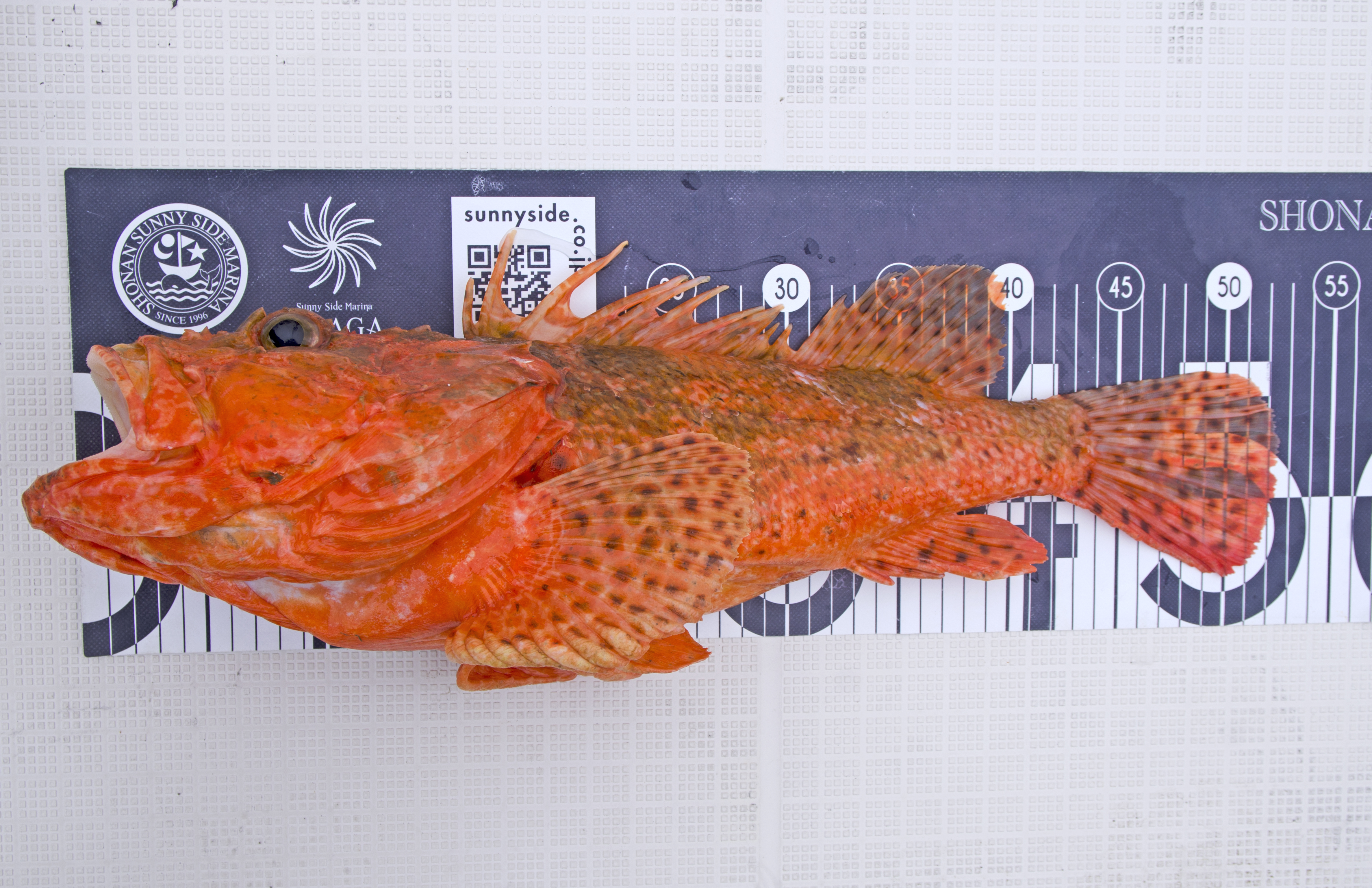 ✿オニカサゴ✿