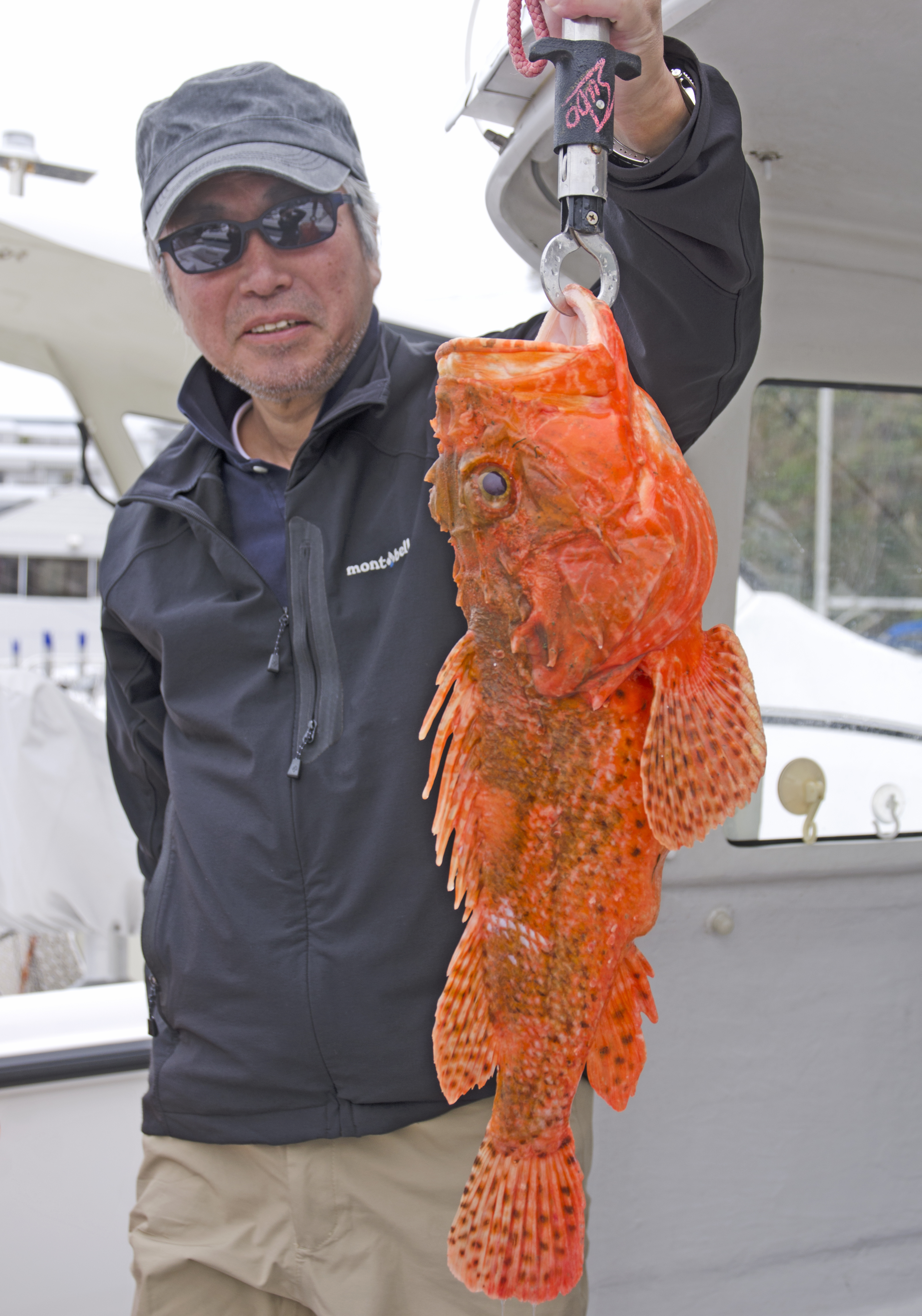 ✿オニカサゴ✿