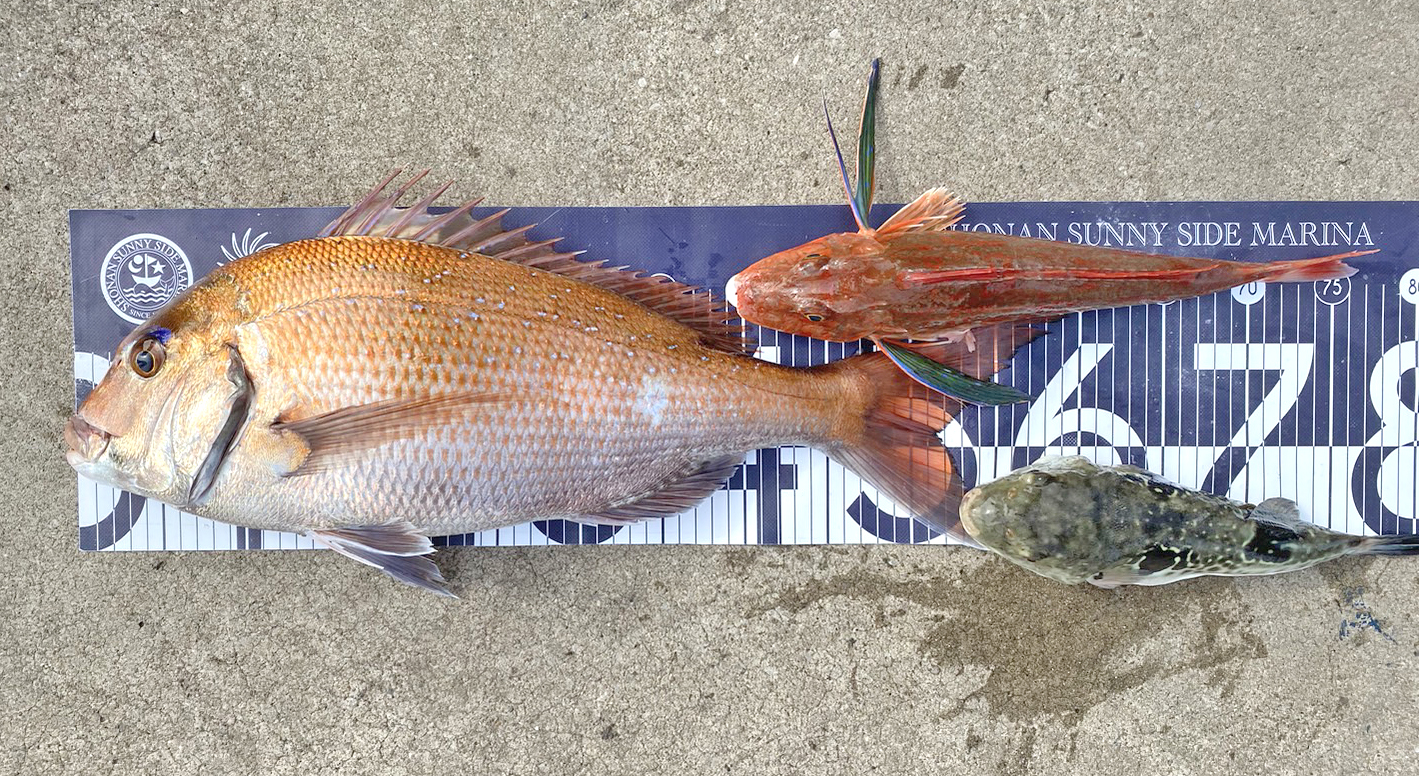 ✿マダイ・ホウボウ・トラフグ✿