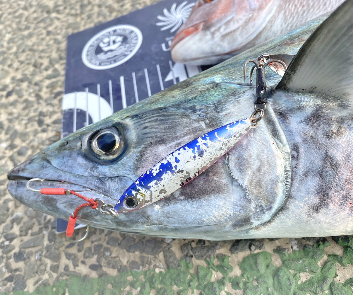 ✿サワラ・マダイ・オニカサゴ✿