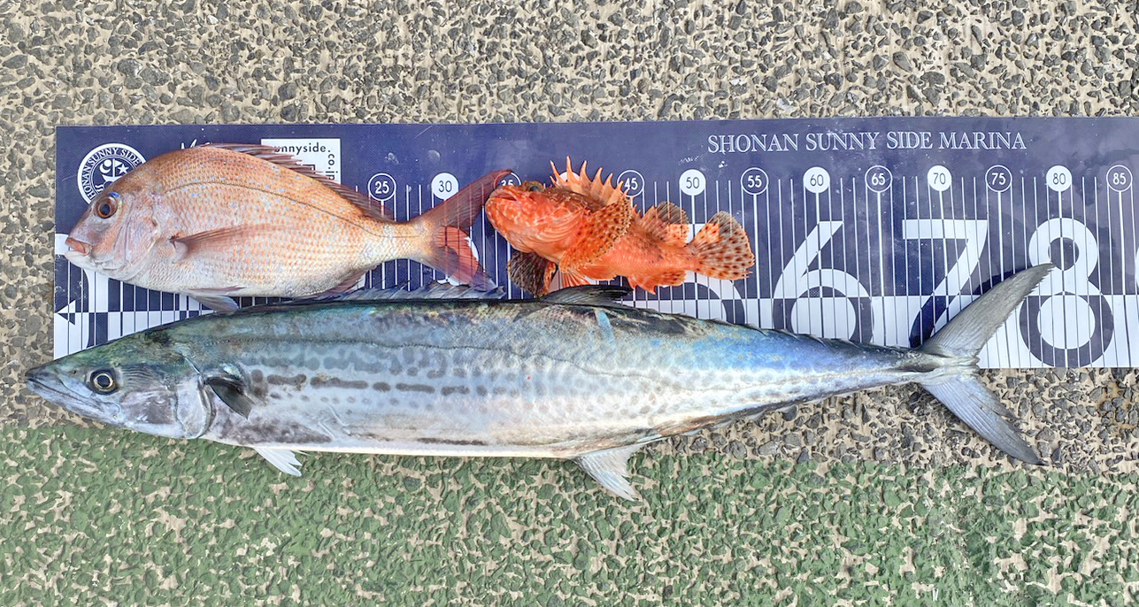 ✿サワラ・マダイ・オニカサゴ✿