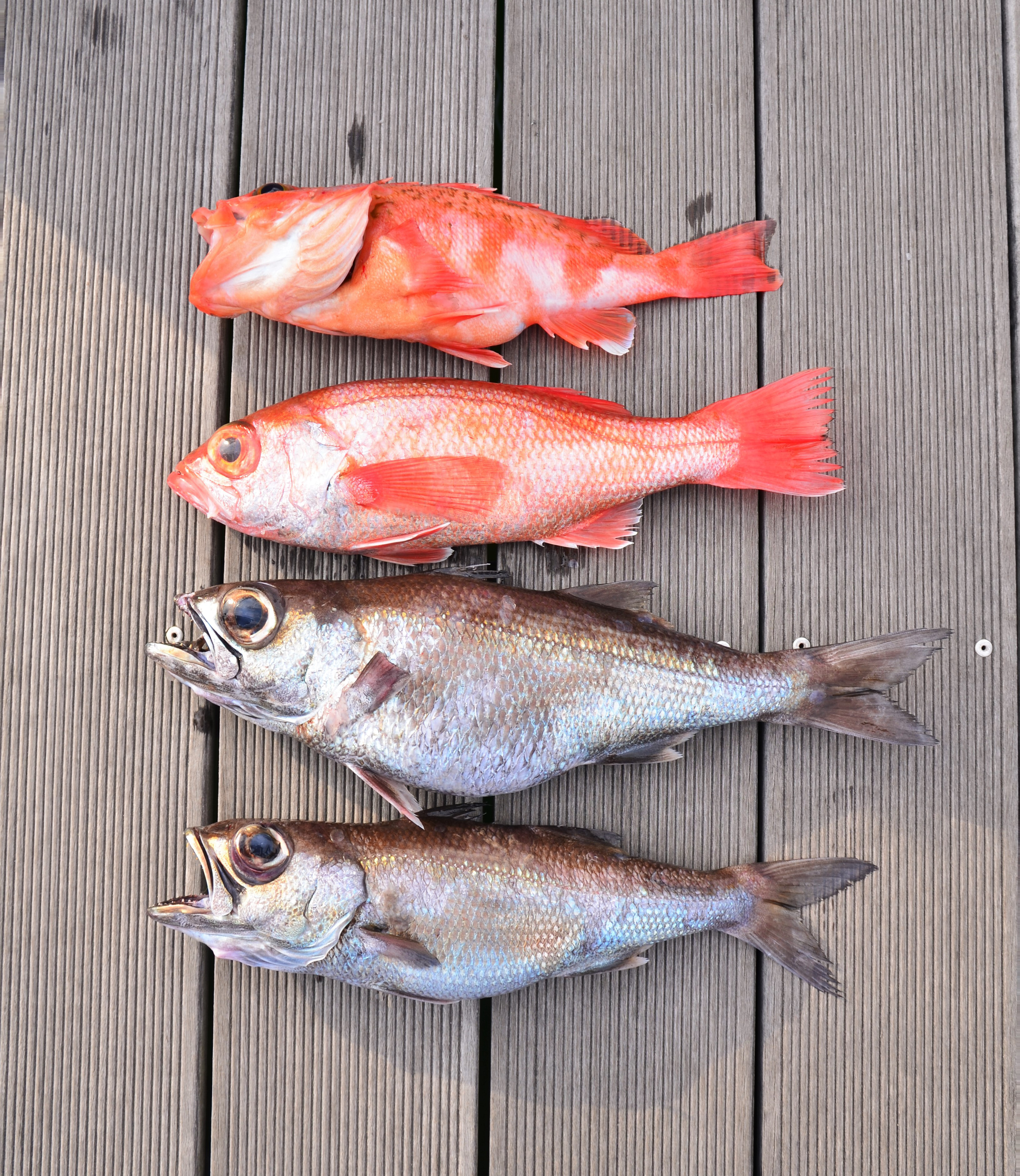 ✿アカムツ・クロムツ・シロムツ・オキギス・ユメカサゴ✿