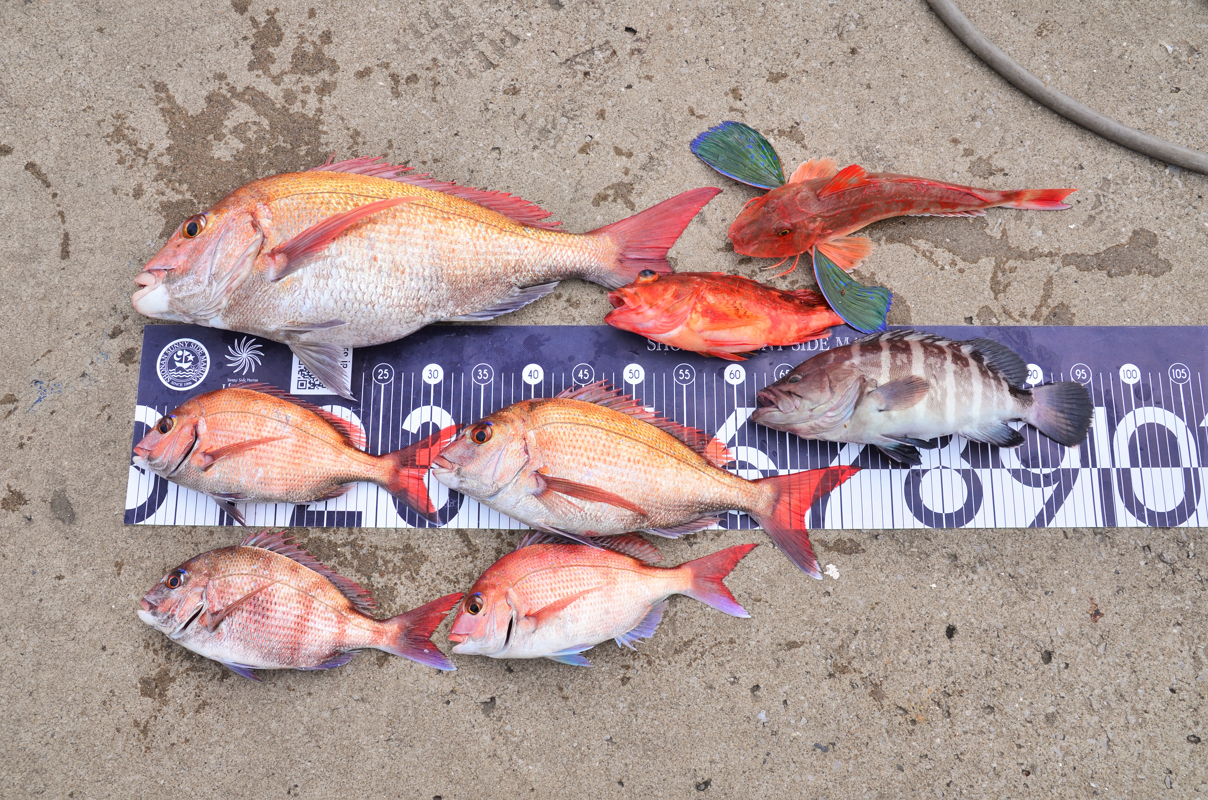 ✿マダイ・ホウボウ・ウッカリカサゴ・マハタ✿