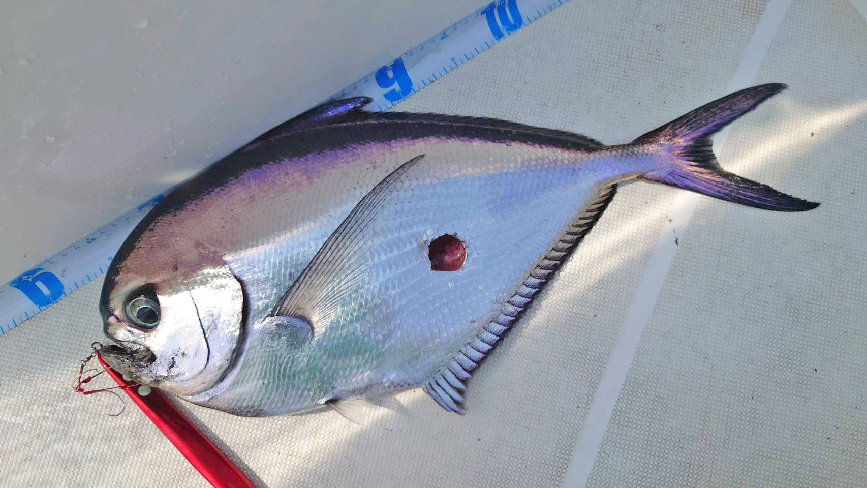 ✿アカムツ・ユメカサゴ✿