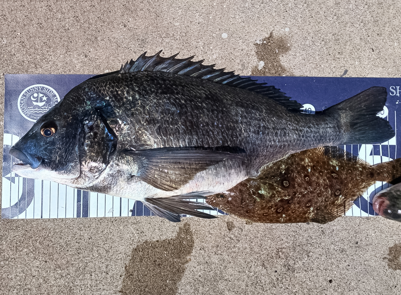 ✿マダイ・クロダイ・ホウボウ・ムシガレイ・トラフグ✿