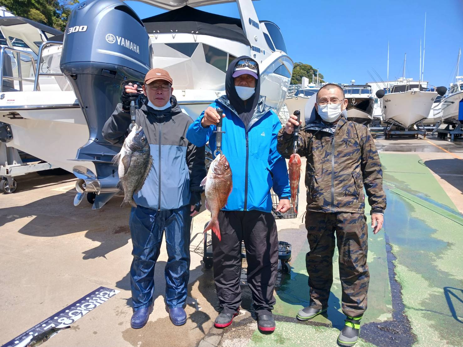 ✿マダイ・クロダイ・ホウボウ・ムシガレイ・トラフグ✿