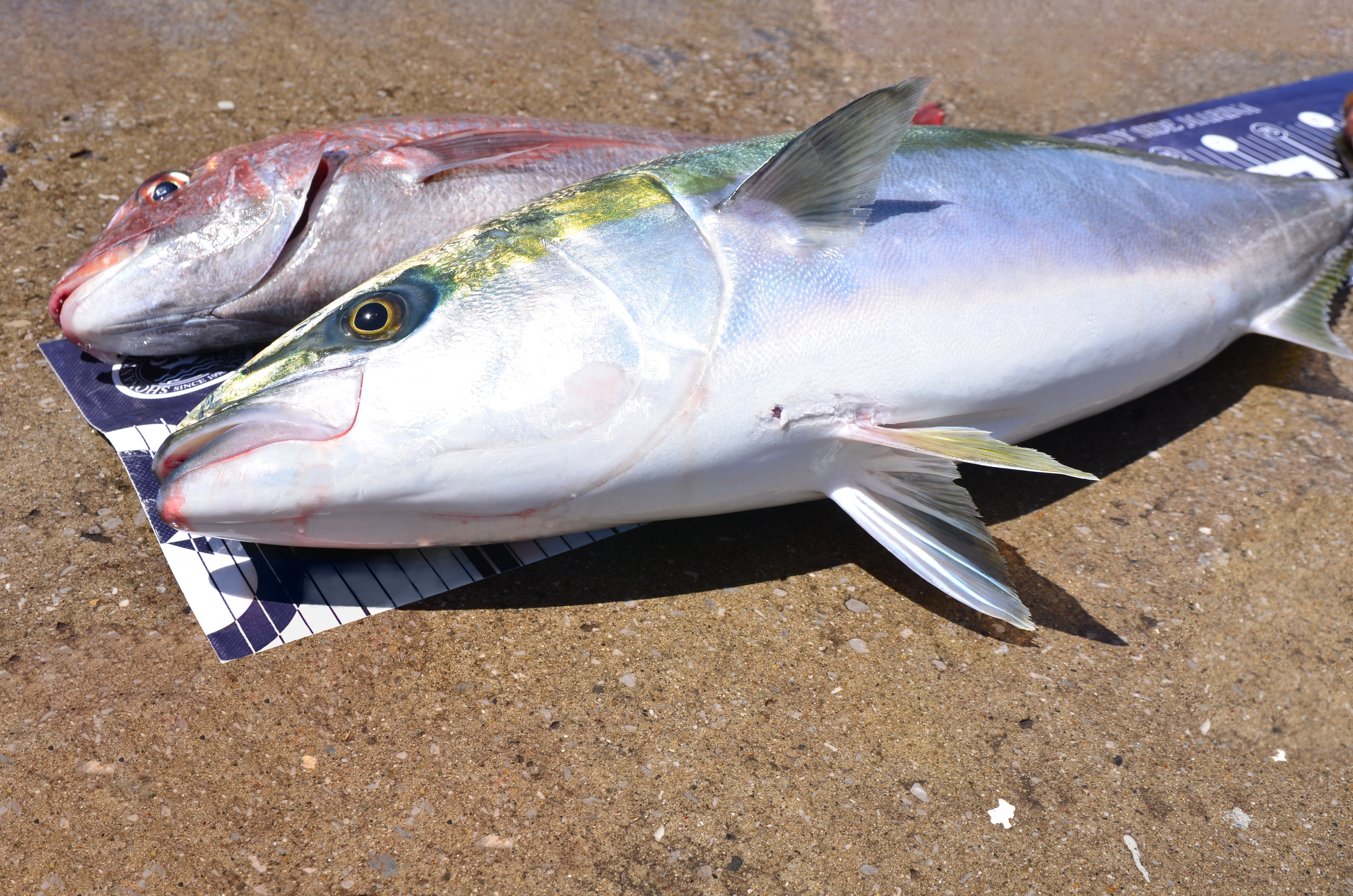 ✿ブリ・マダイ✿