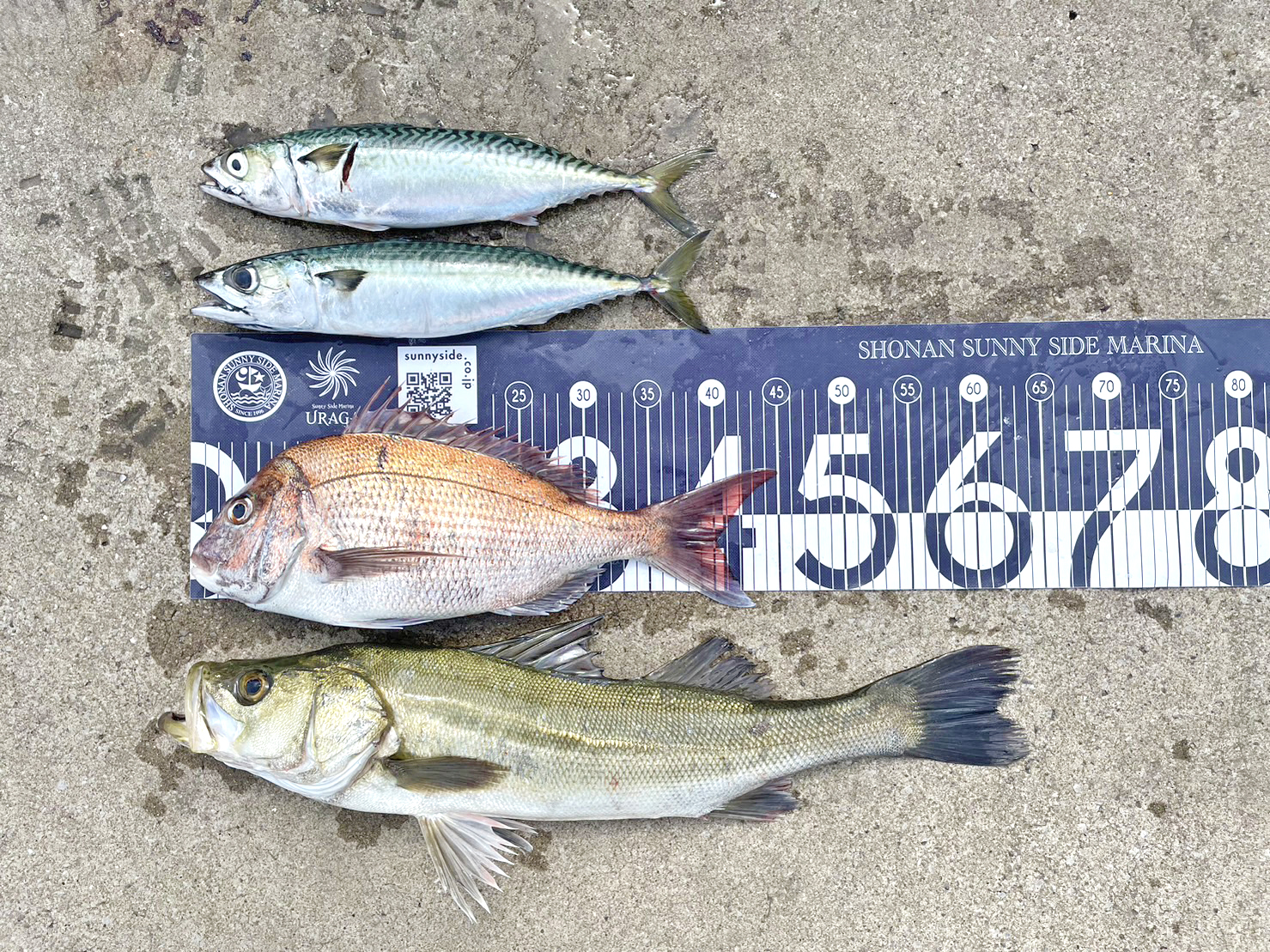 ✿マダイ・シーバス・サバ✿