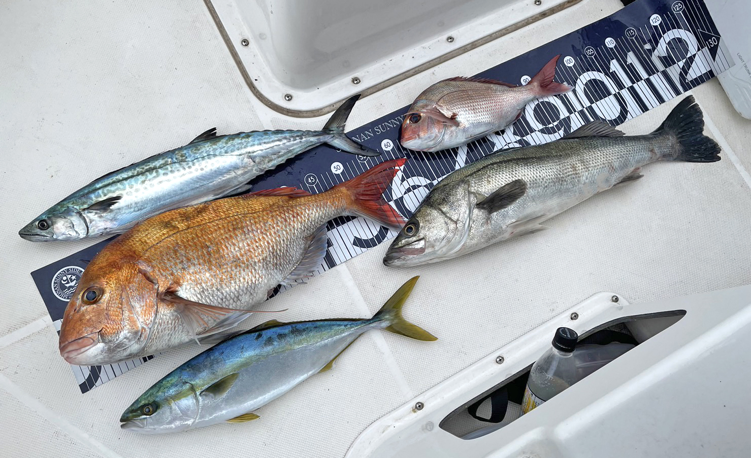 ✿マダイ・シーバス・サゴシ・イナダ✿