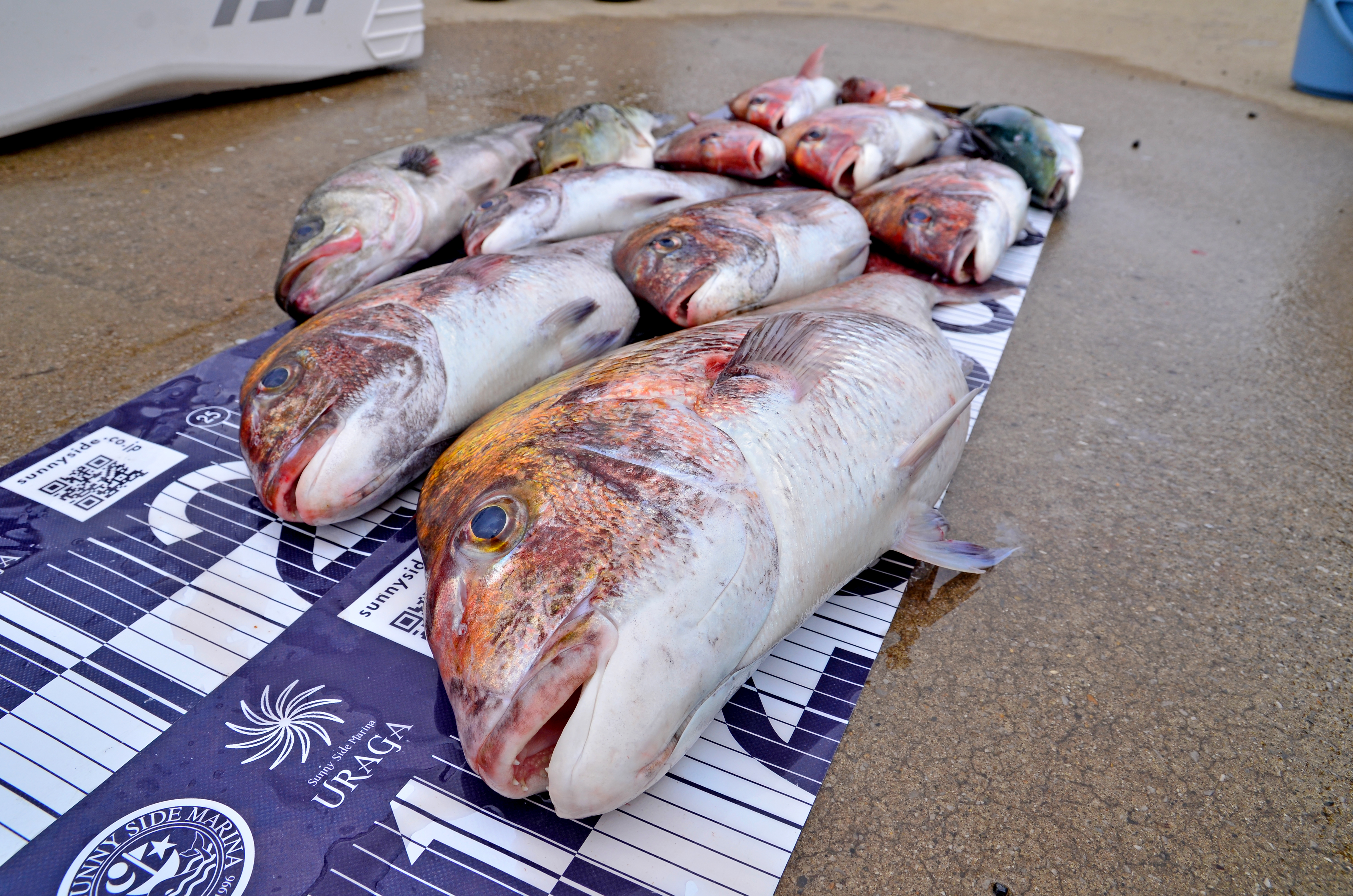 ✿マダイ・シーバス・トラフグ・イナダ・ホウボウ✿