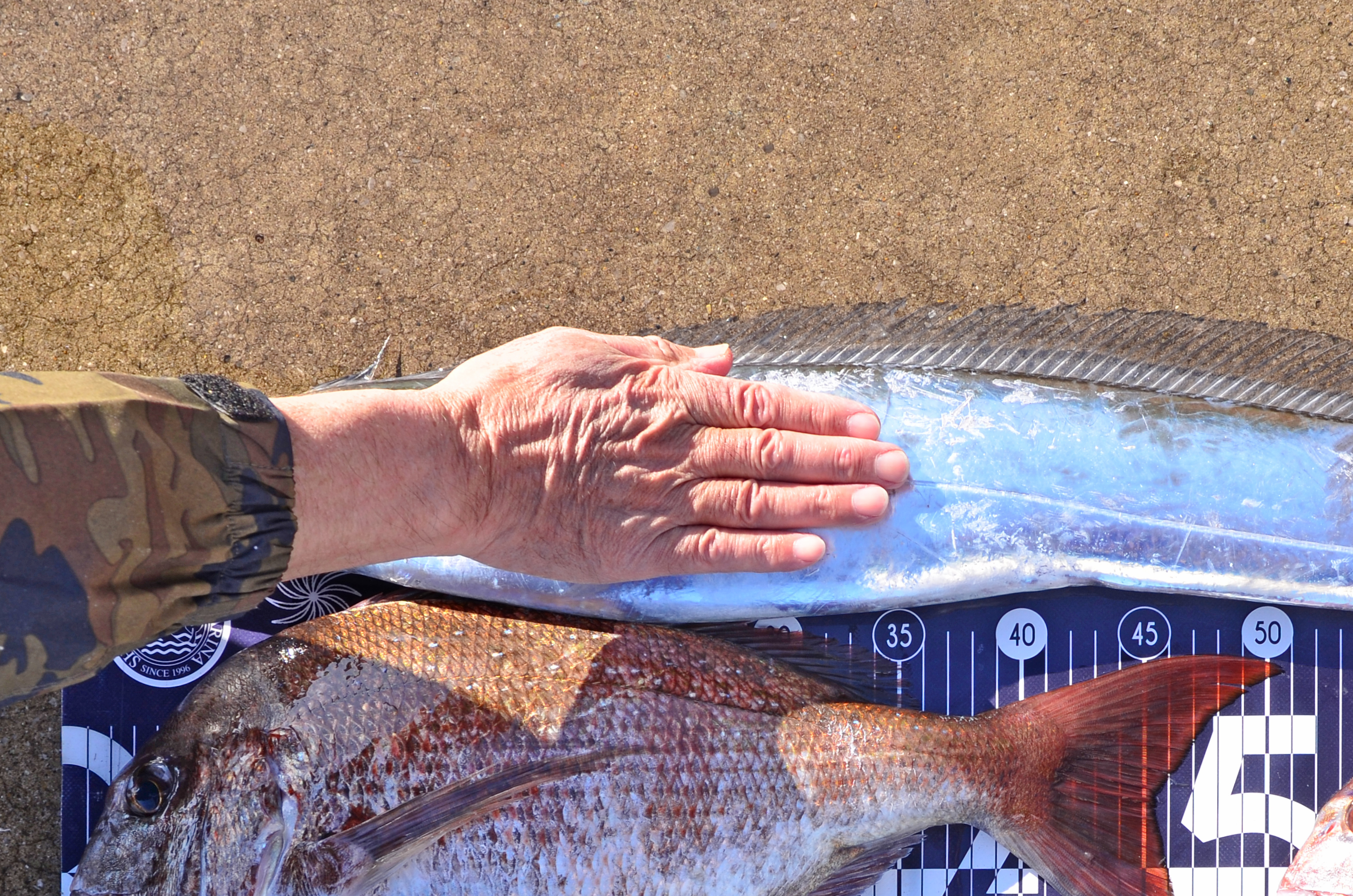 ✿マダイ・タチウオ✿