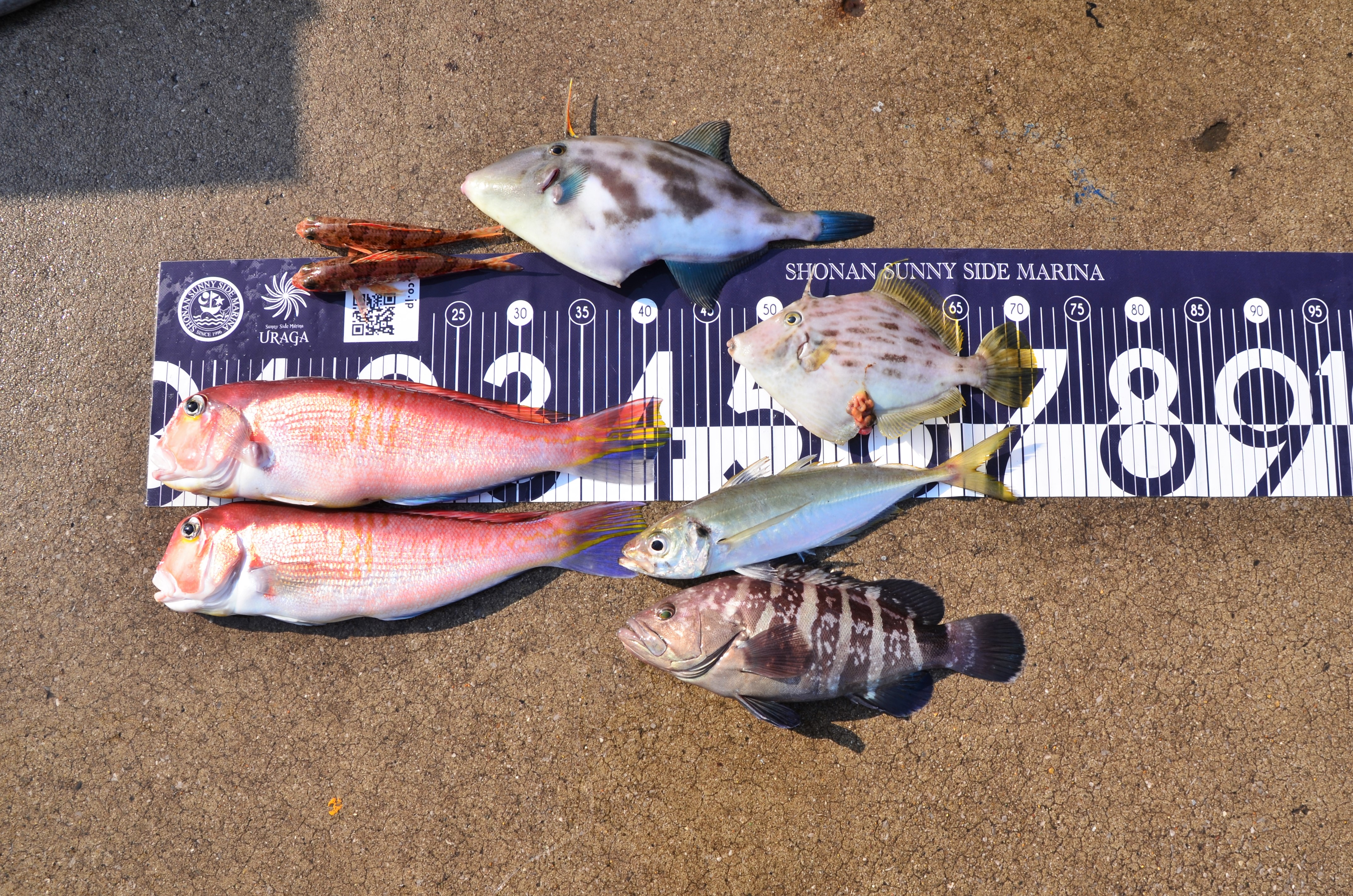 ✿アマダイ・ウマヅラハギ・カワハギ・アジ・ヒメ・マハタ✿