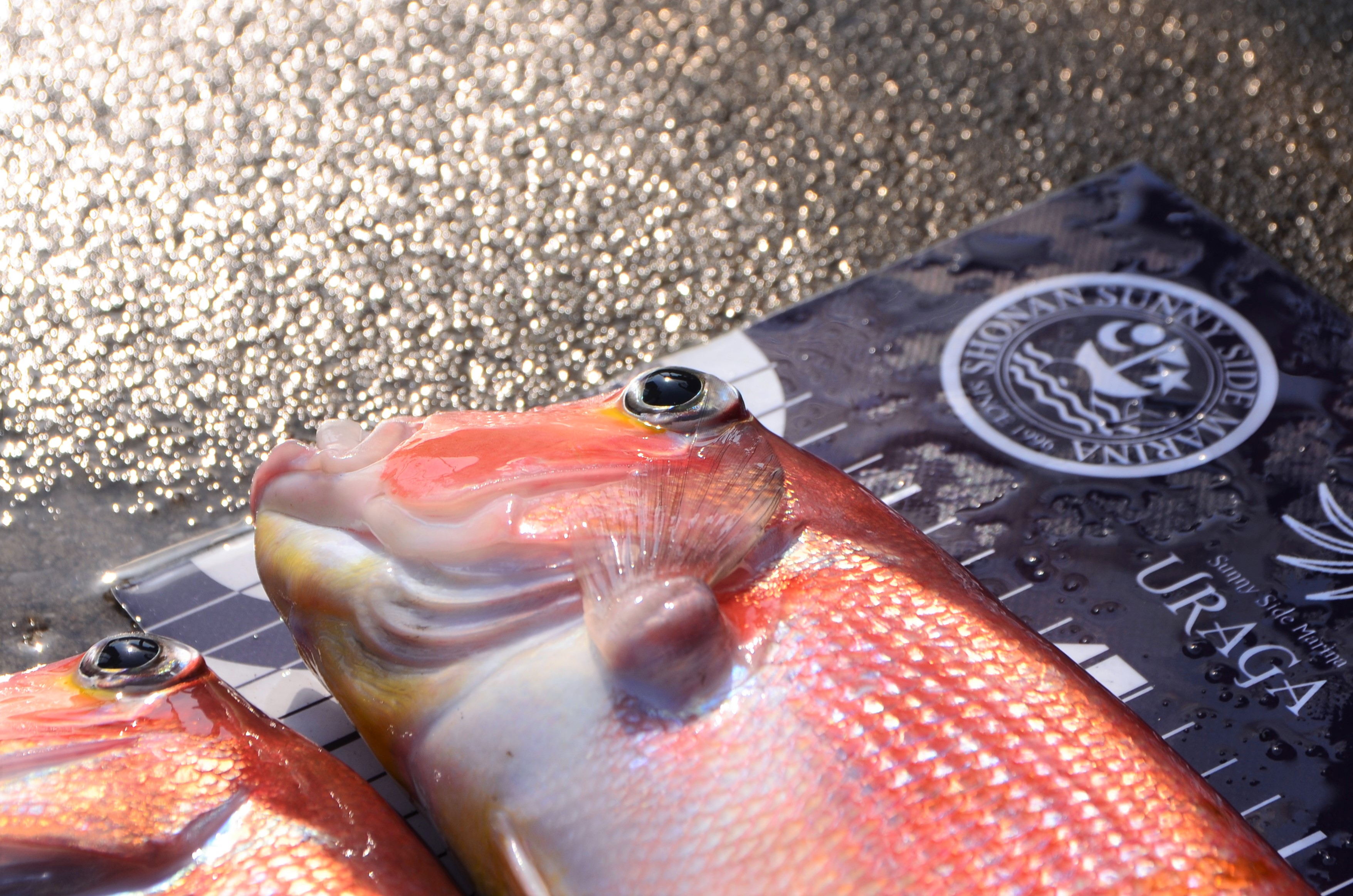 ✿アマダイ・ウマヅラハギ・カワハギ・アジ・ヒメ・マハタ✿