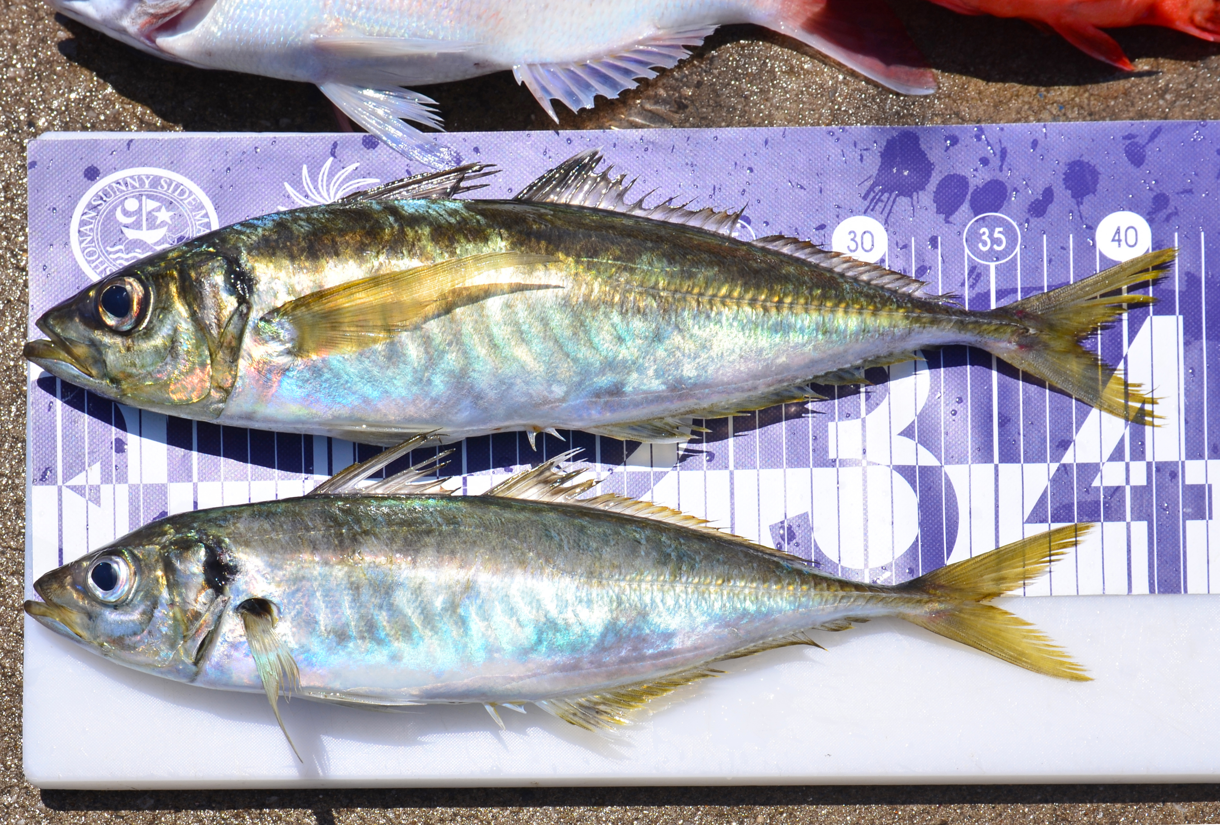 ✿マダイ・チダイ(ハナダイ)・アジ・カサゴ・ムシガレイ✿