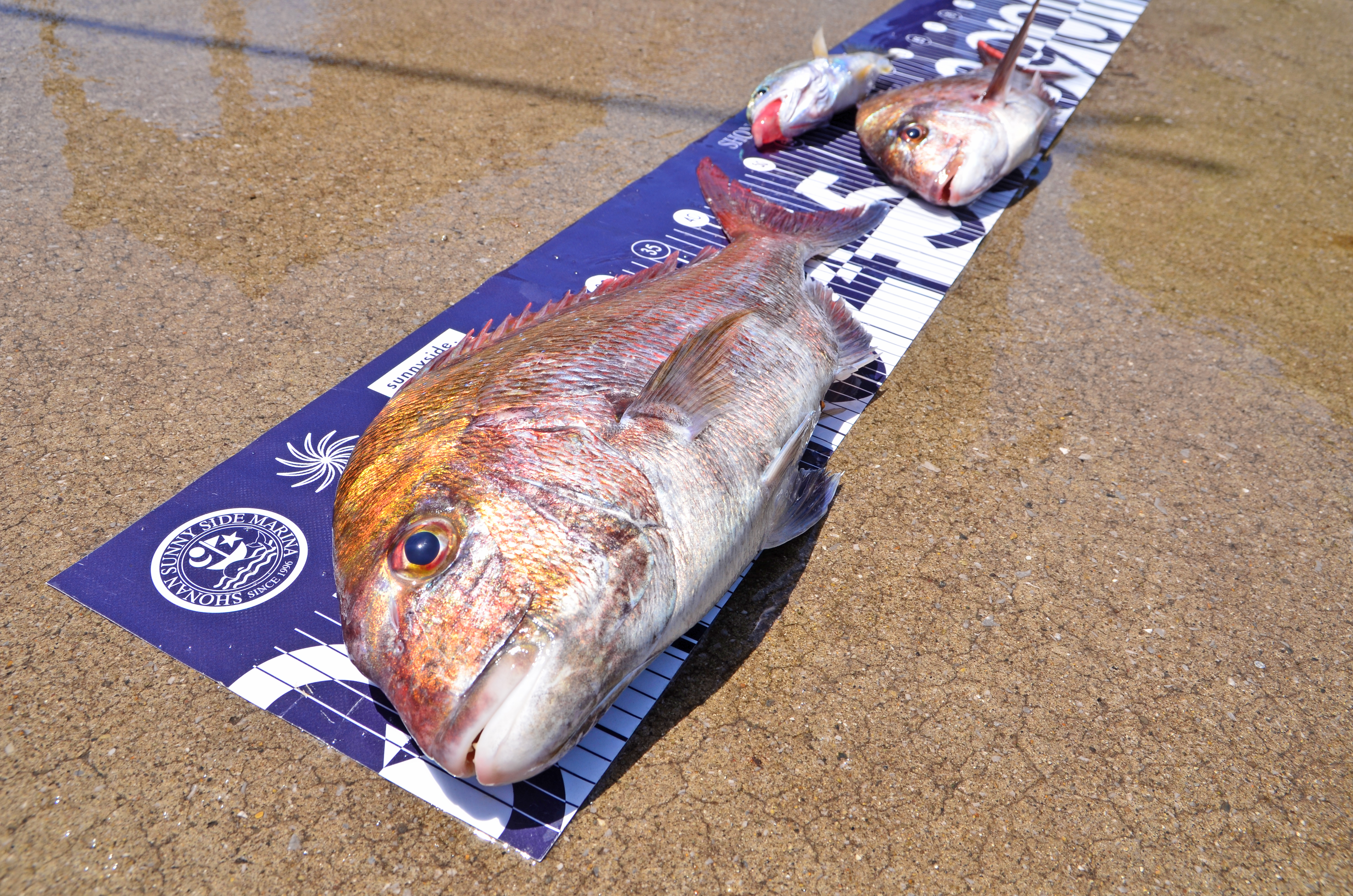 ✿マダイ・イシモチ✿