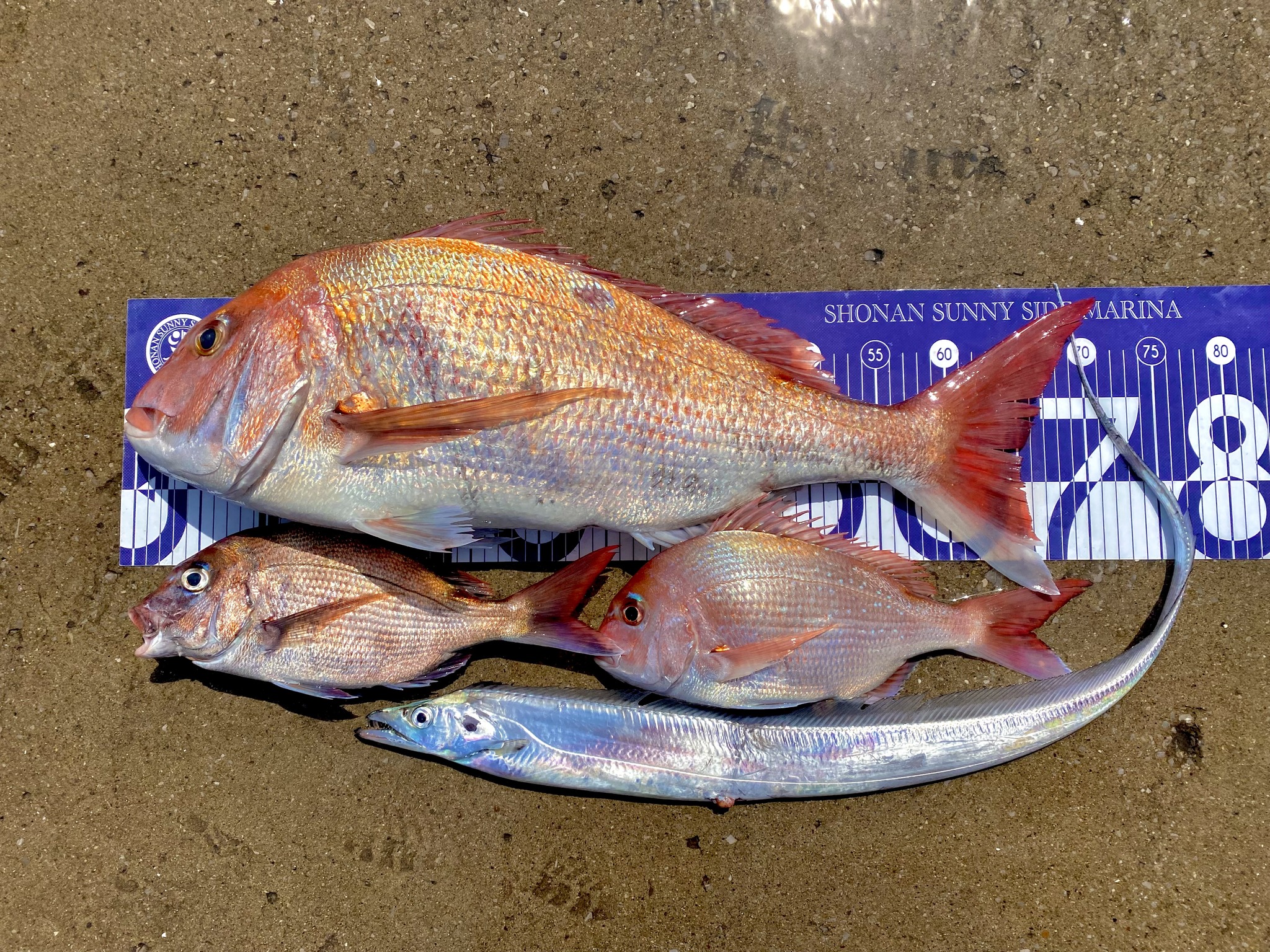 ✿マダイ・タチウオ✿