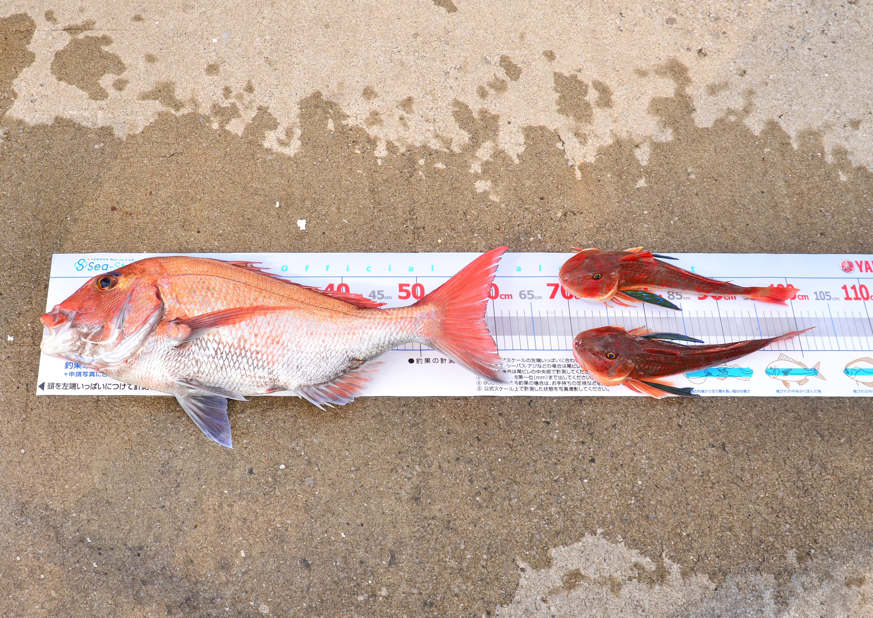 ✿マダイ・ホウボウ・ソコイトヨリ✿