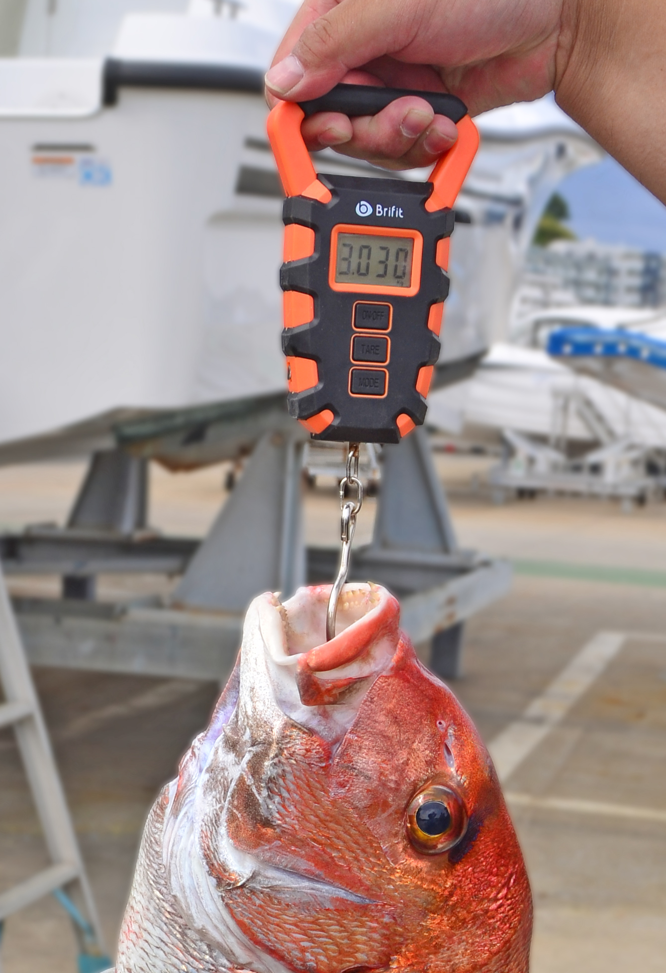 ✿マダイ・ホウボウ・ソコイトヨリ✿