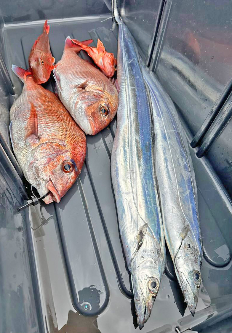 ✿マダイ・タチウオ・カサゴ・ホウボウ✿