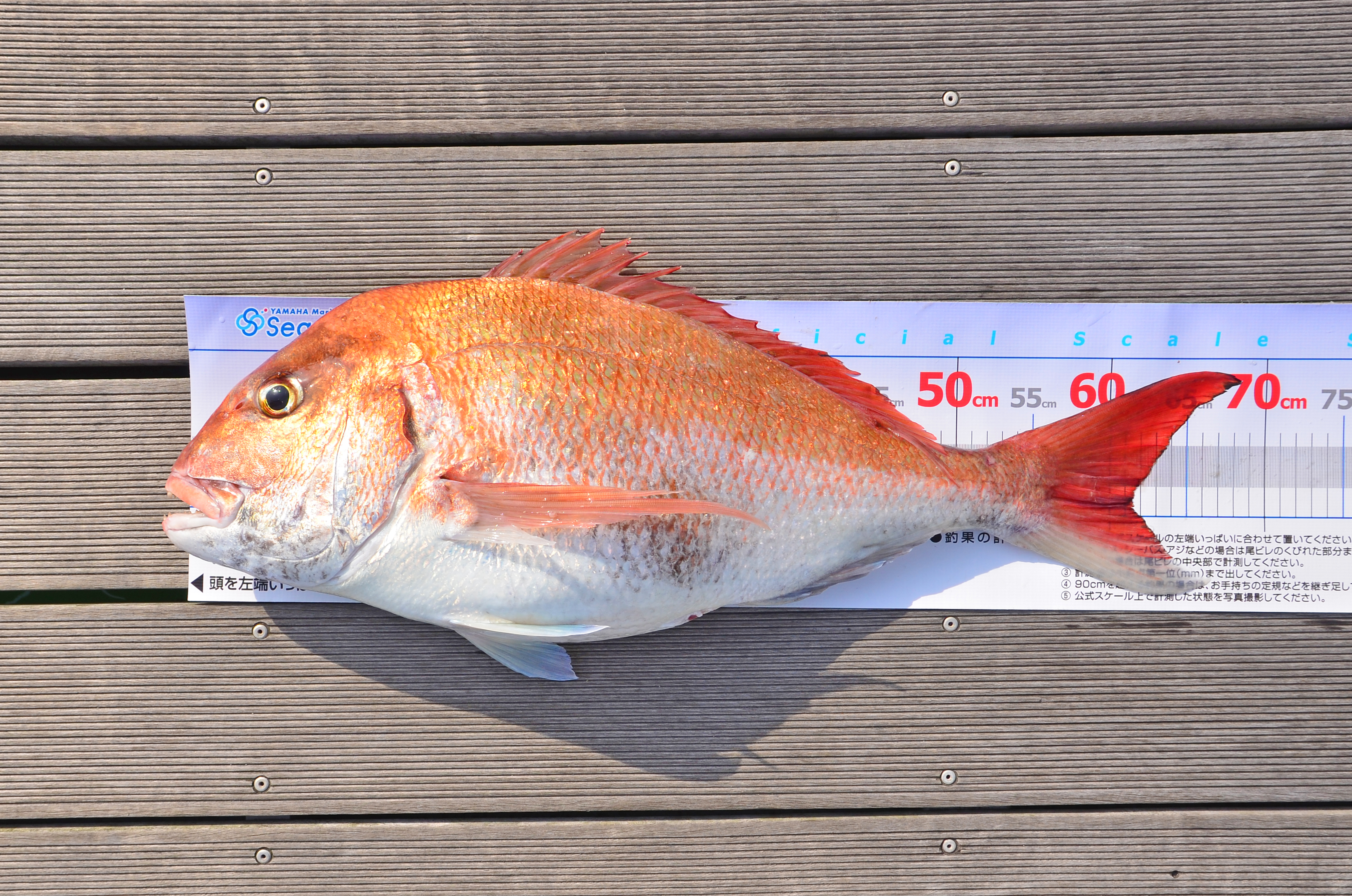 ✿マダイ・アオハタ・サバ・ホウボウ・アジ✿